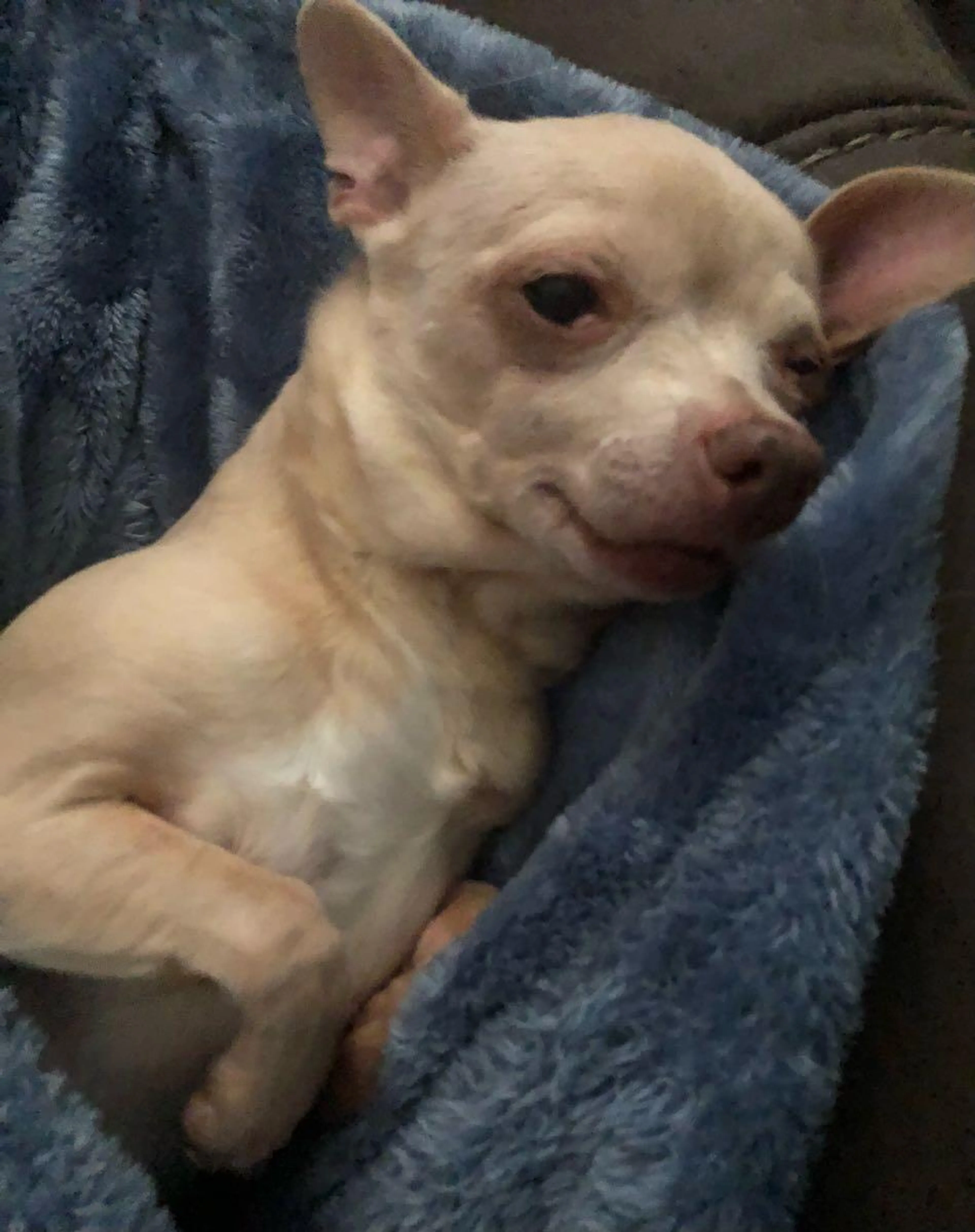 Lost pet