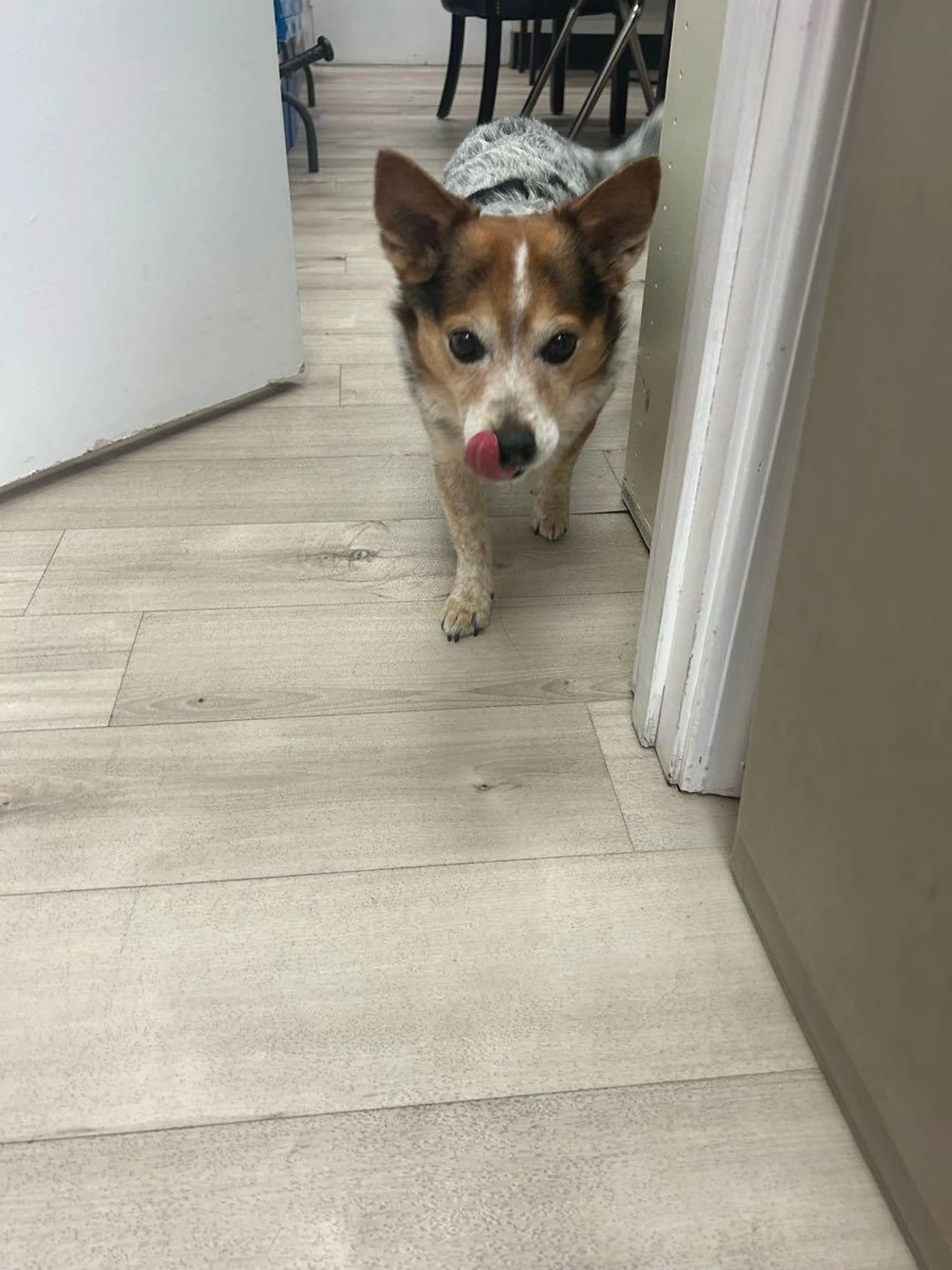 Found pet