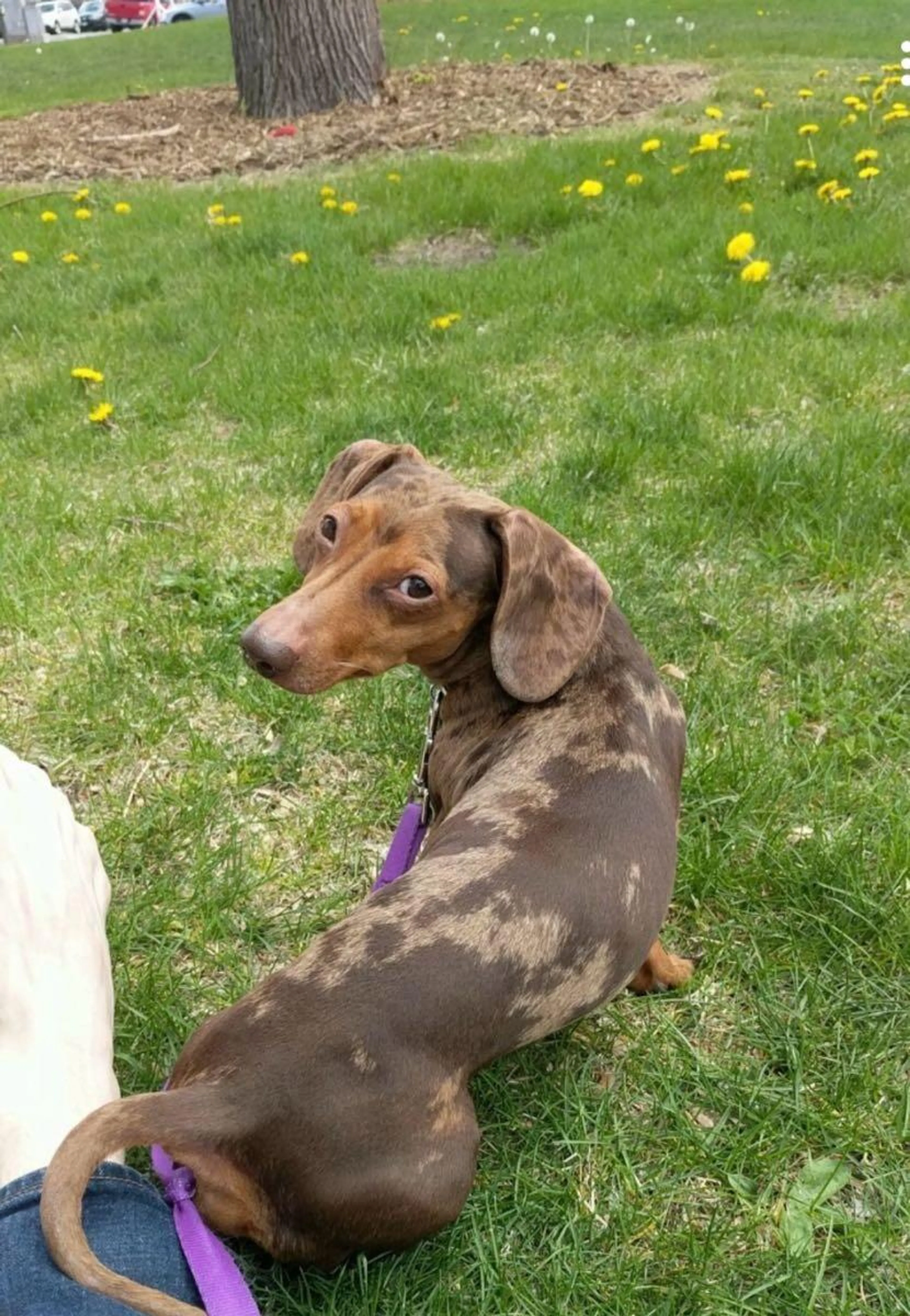 Lost pet