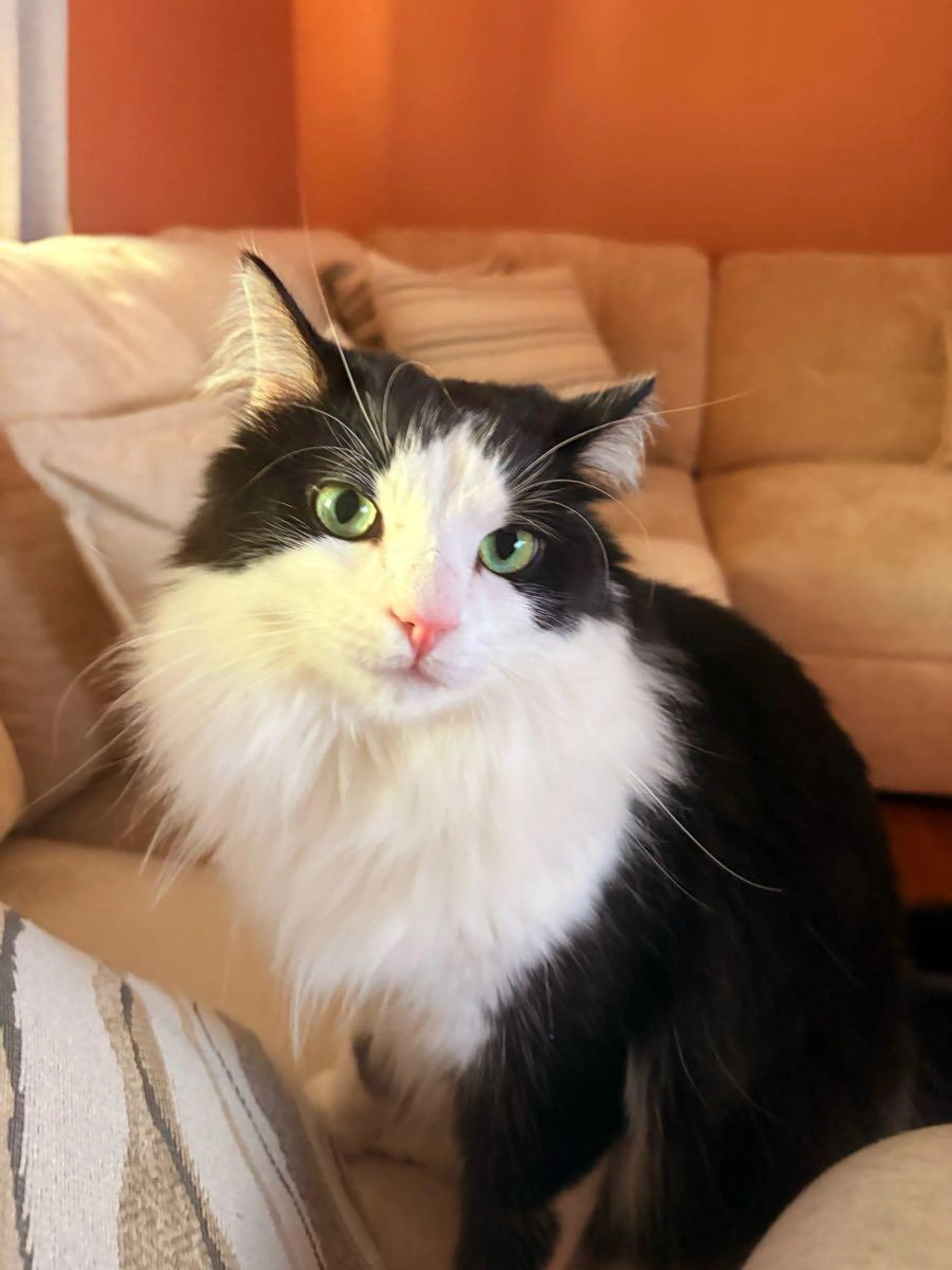 Lost pet