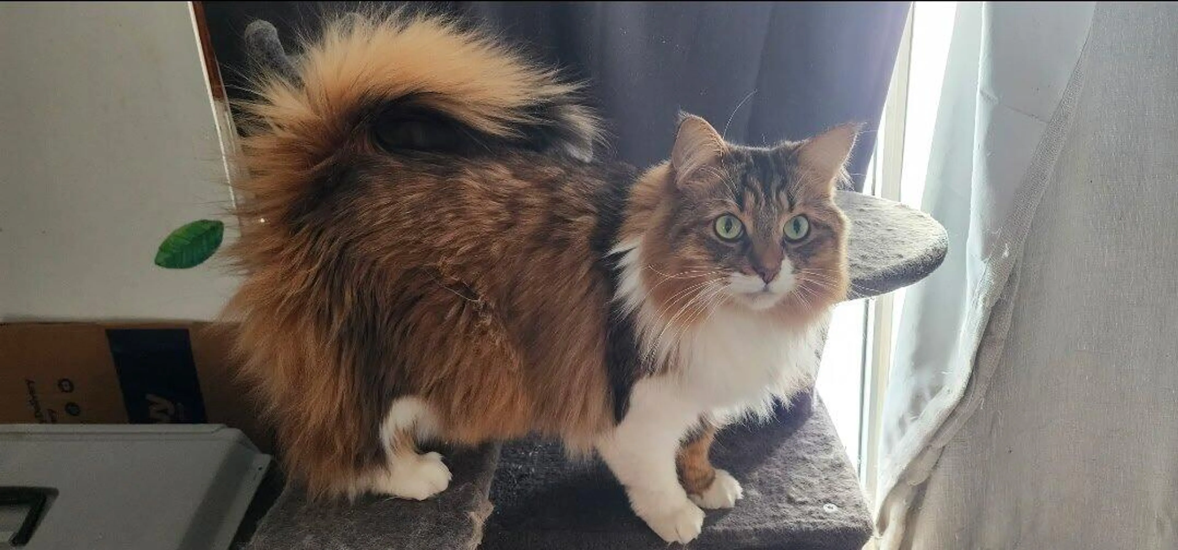 Lost pet