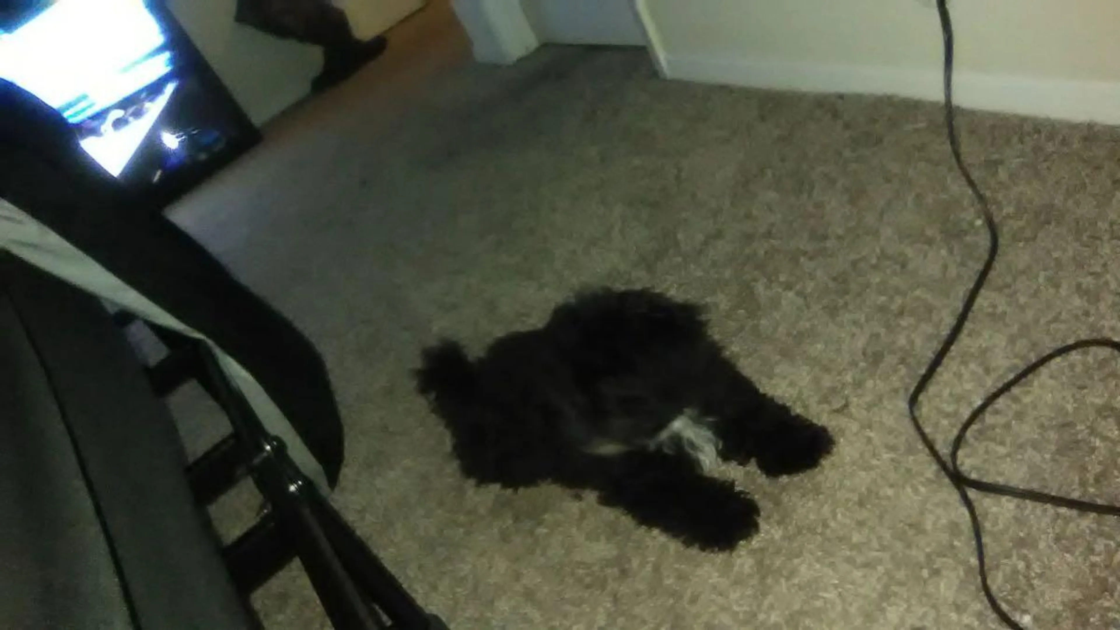 Lost pet