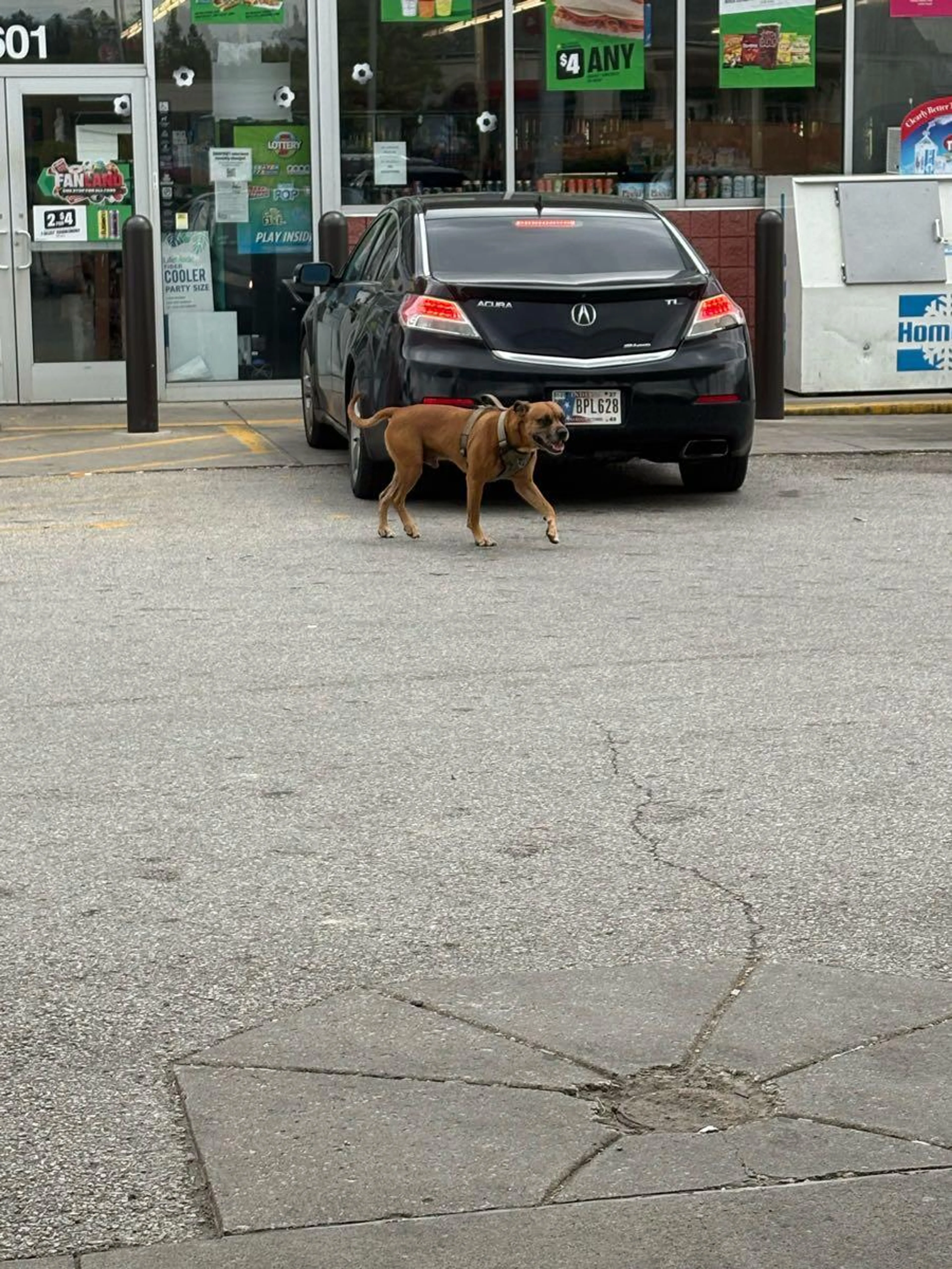 Found pet