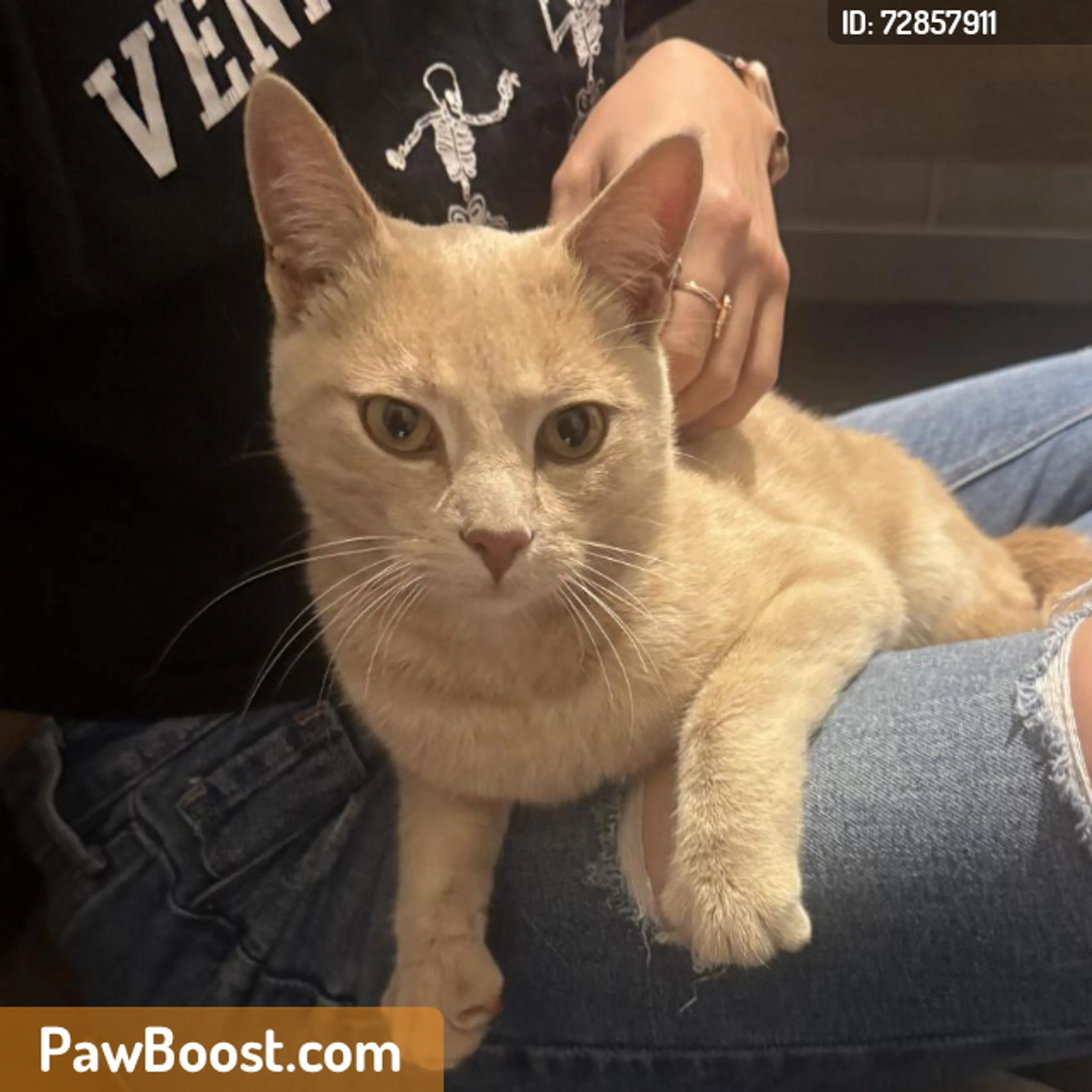 Found pet