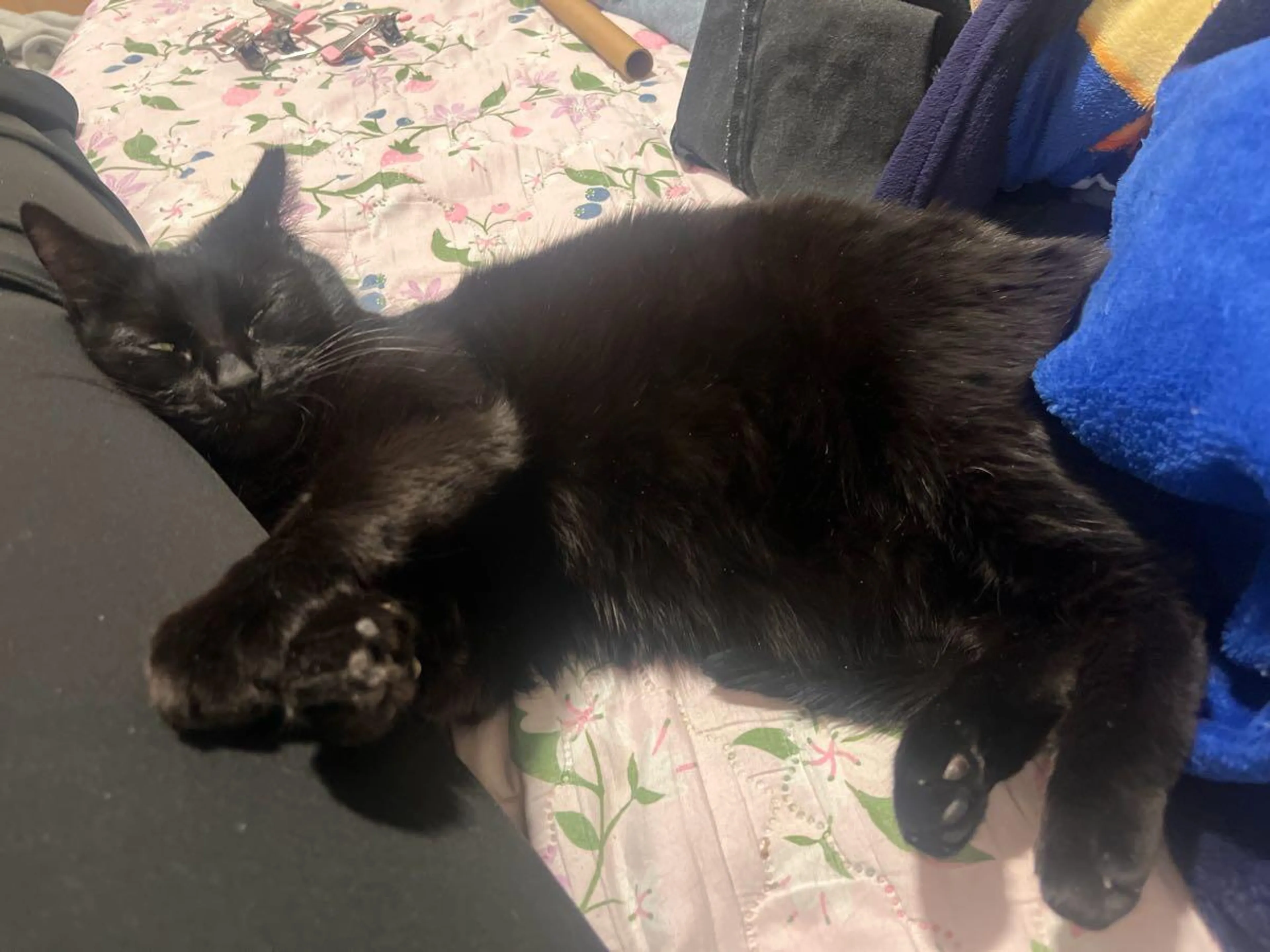 Lost pet