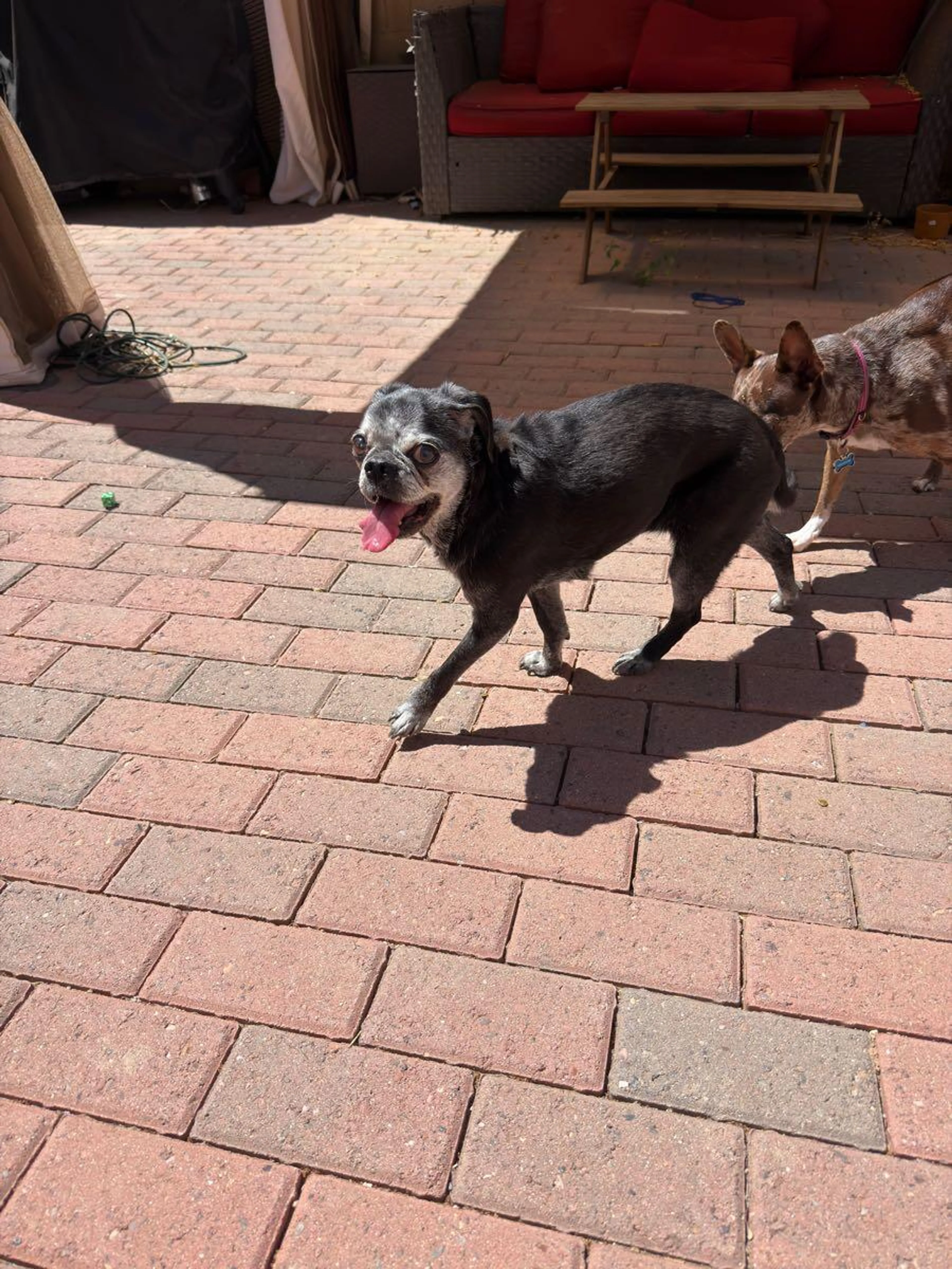 Found pet