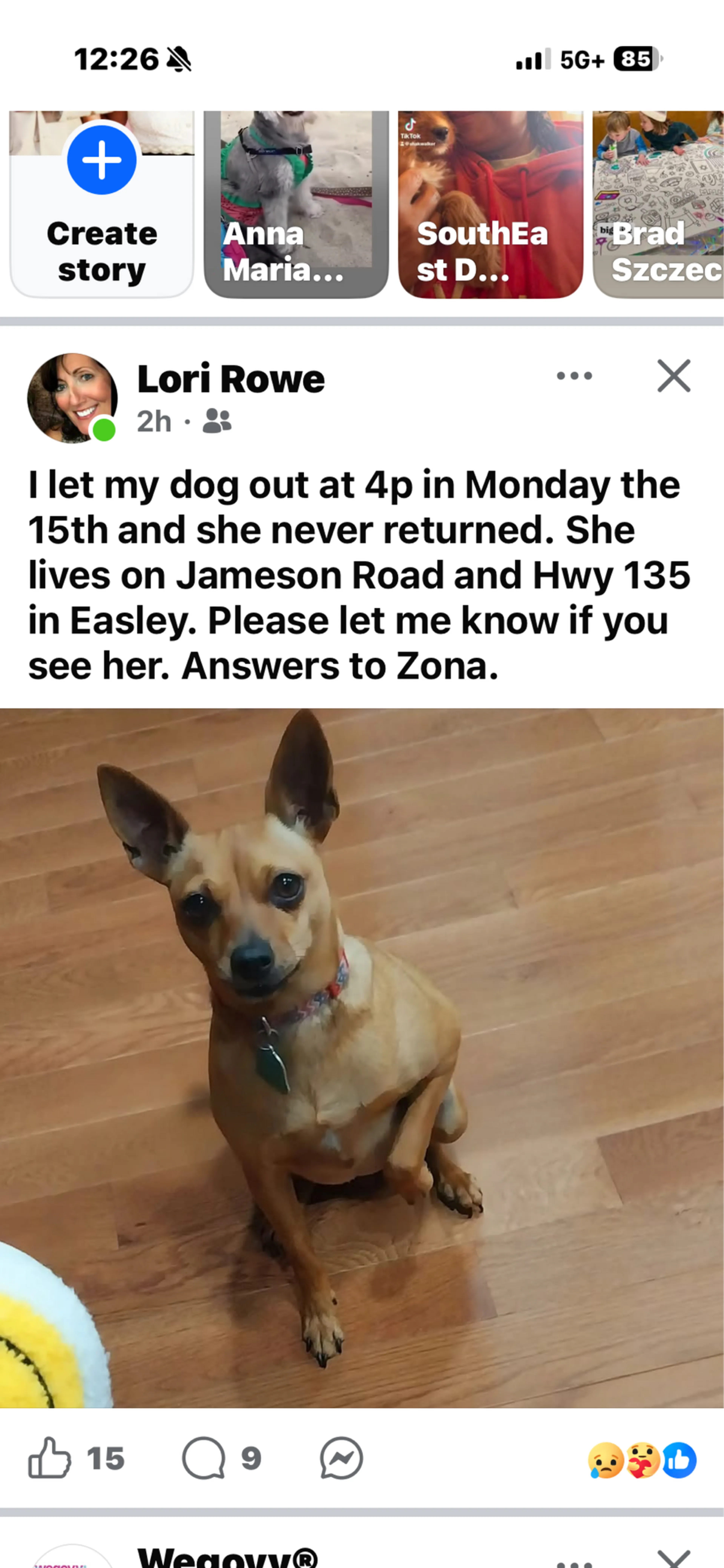 Lost pet