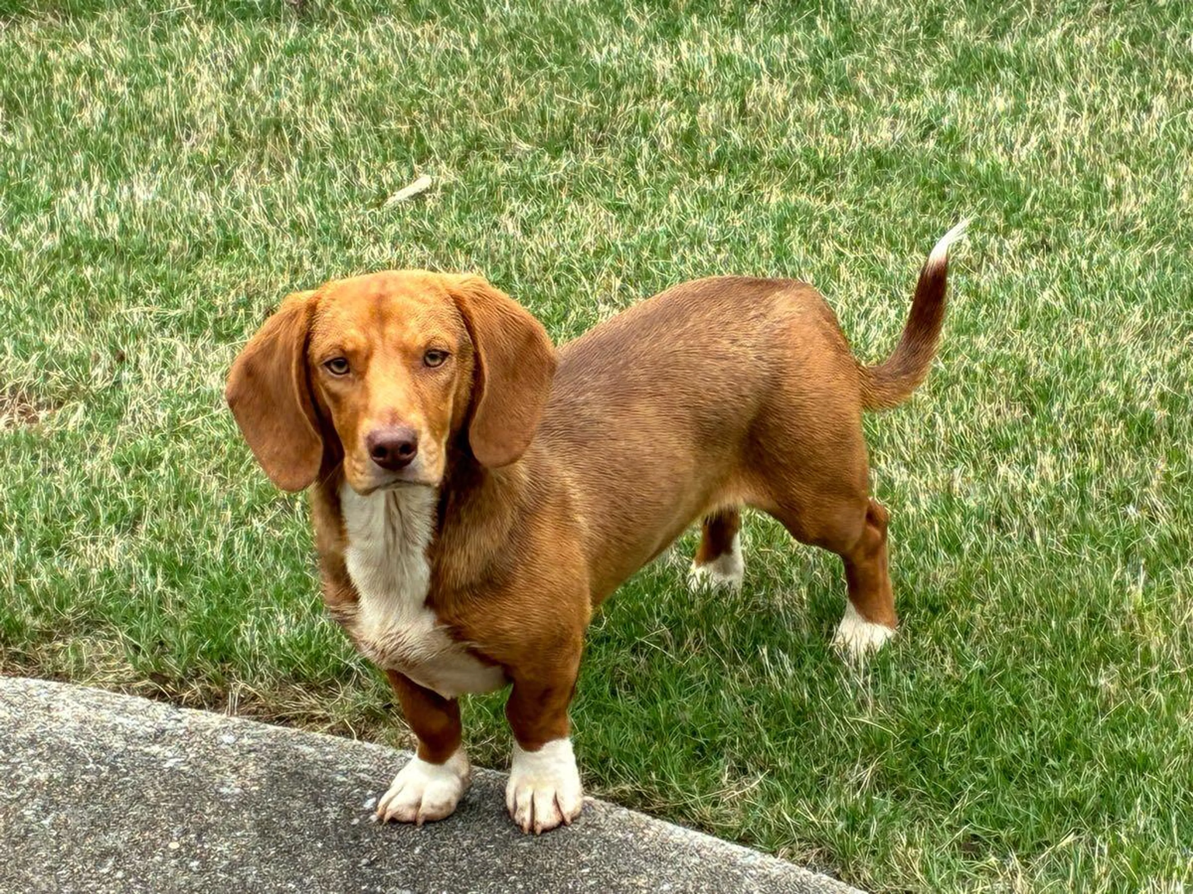 Found pet