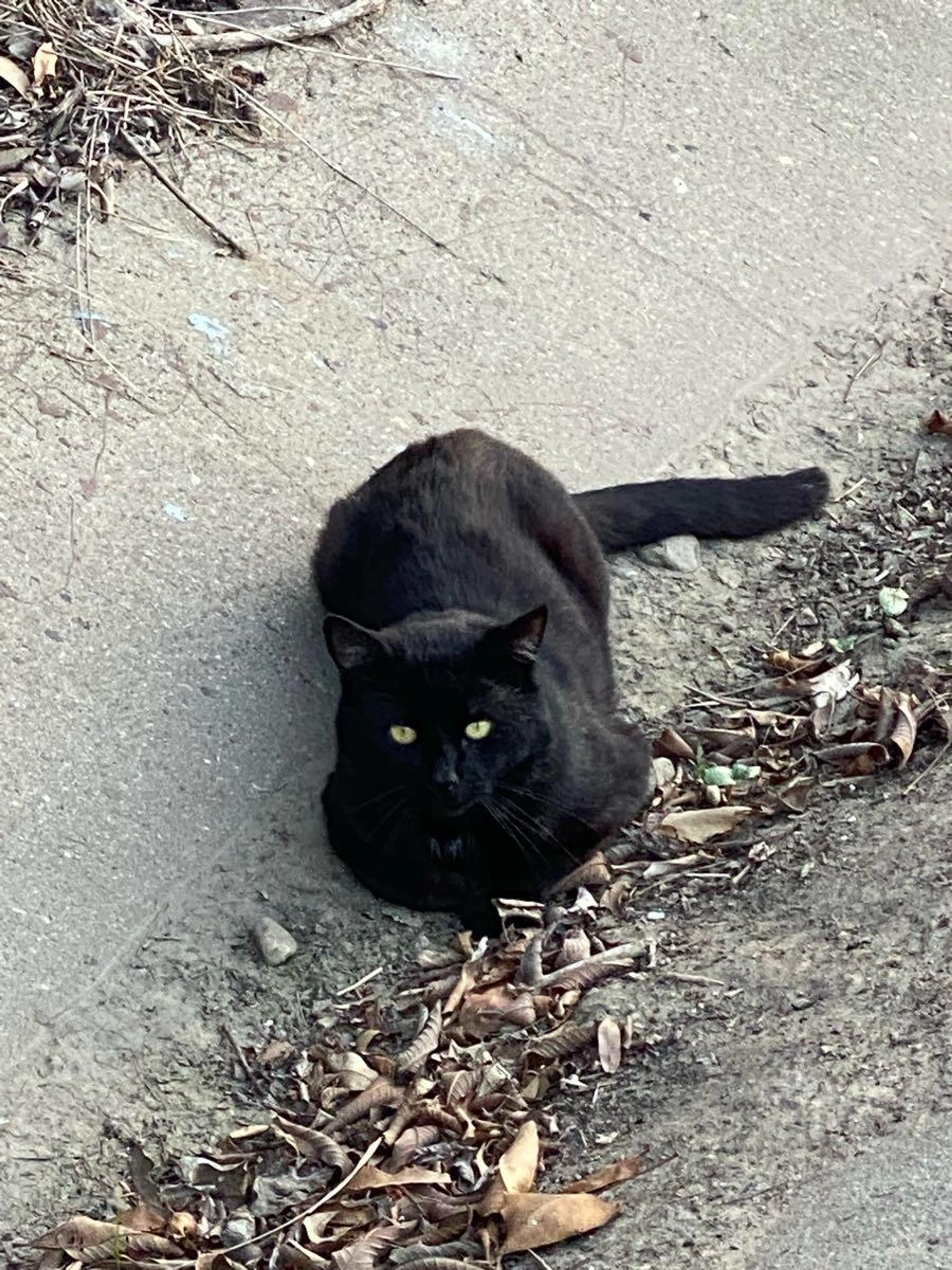 Found pet