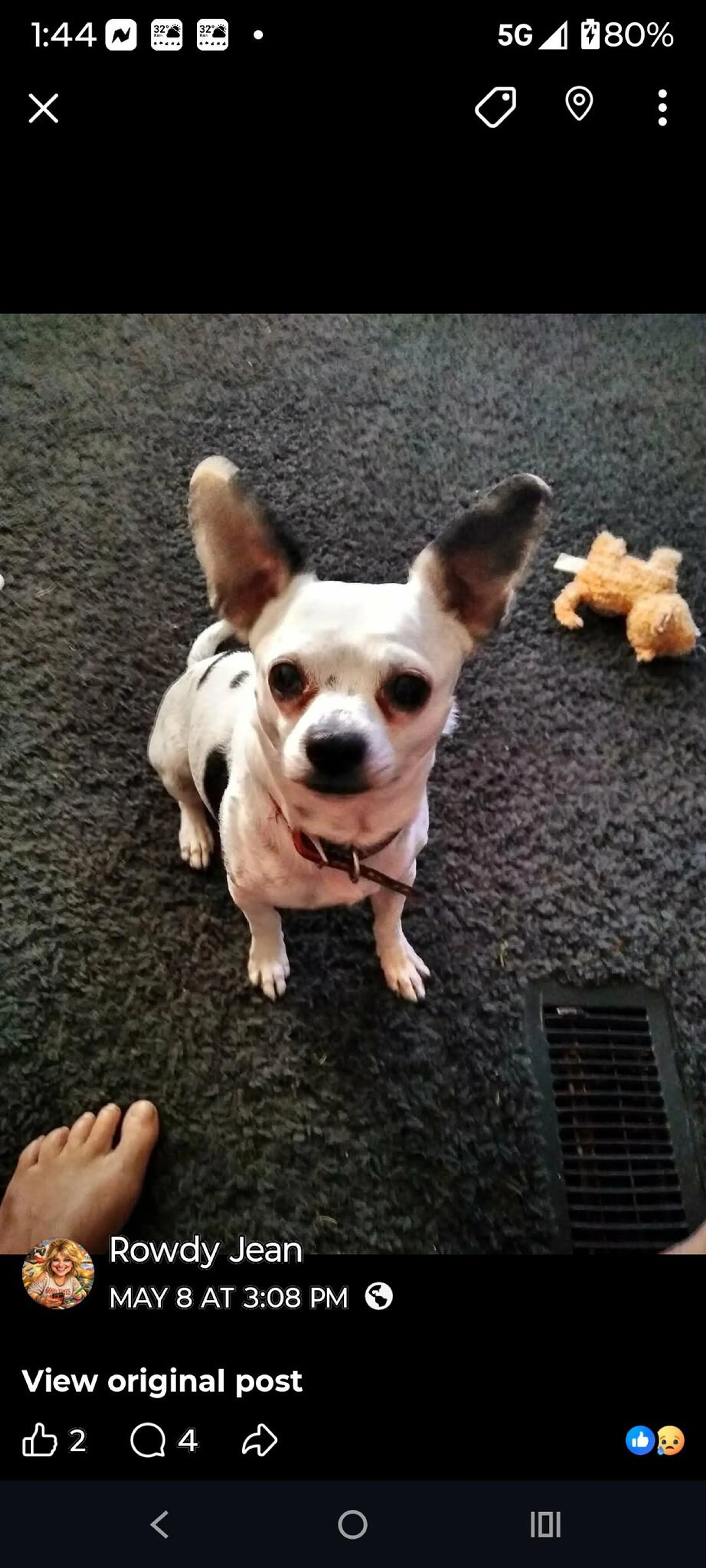 Lost pet