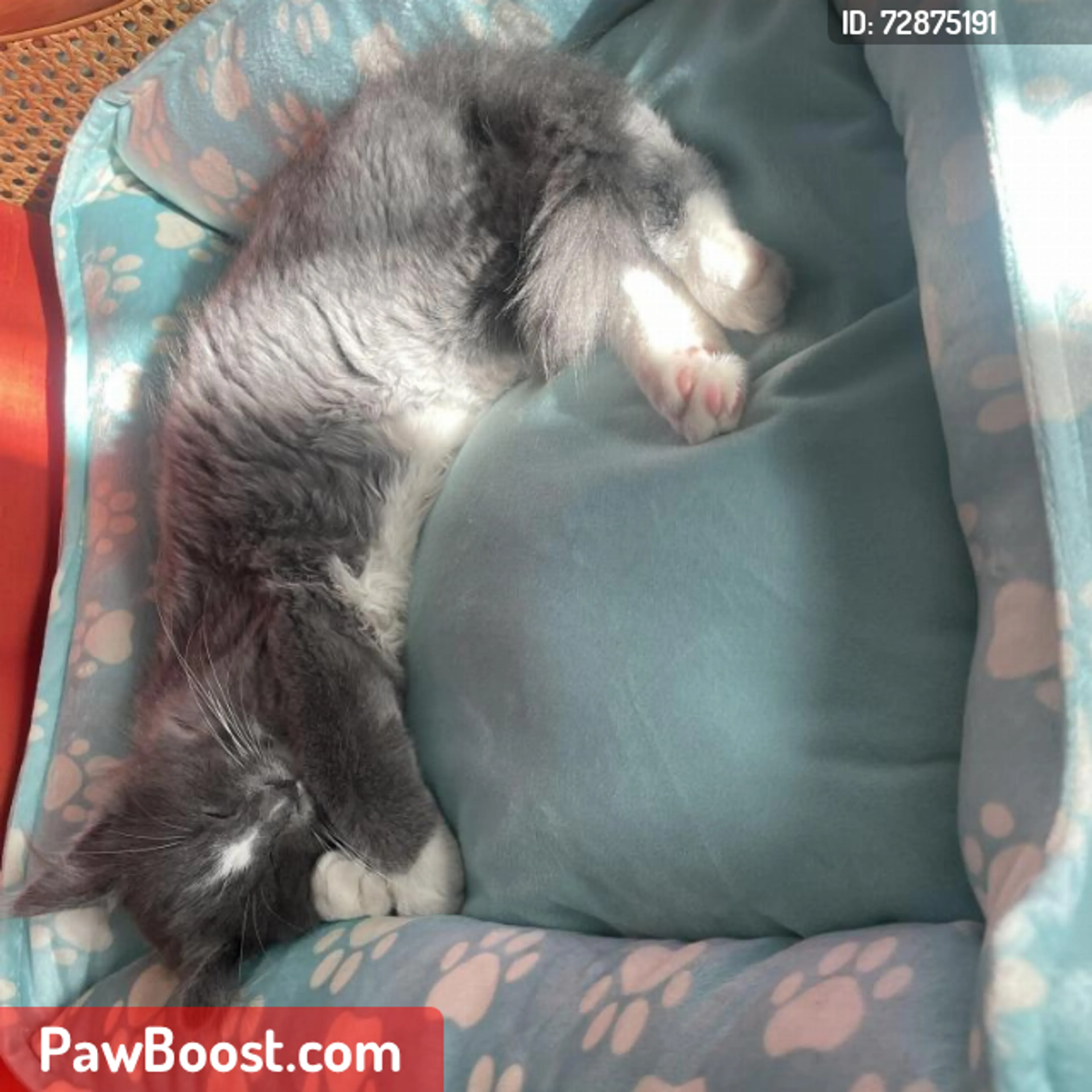 Lost pet