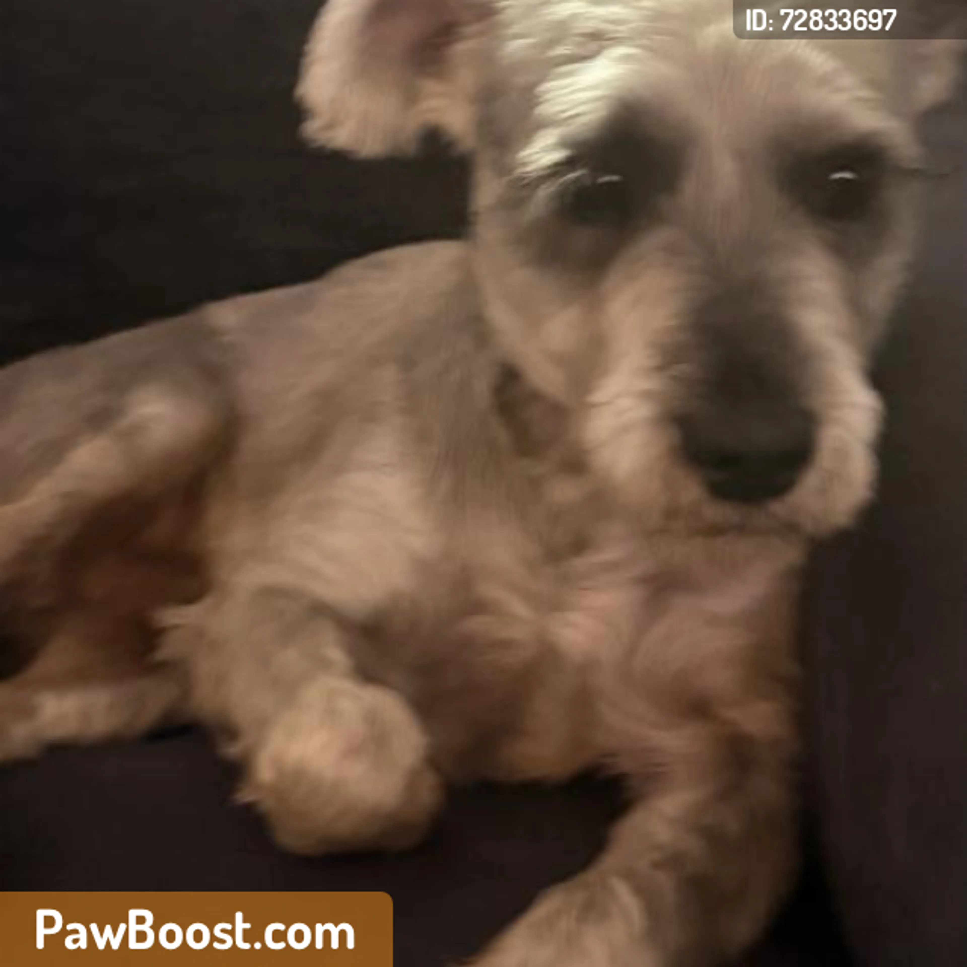 Found pet