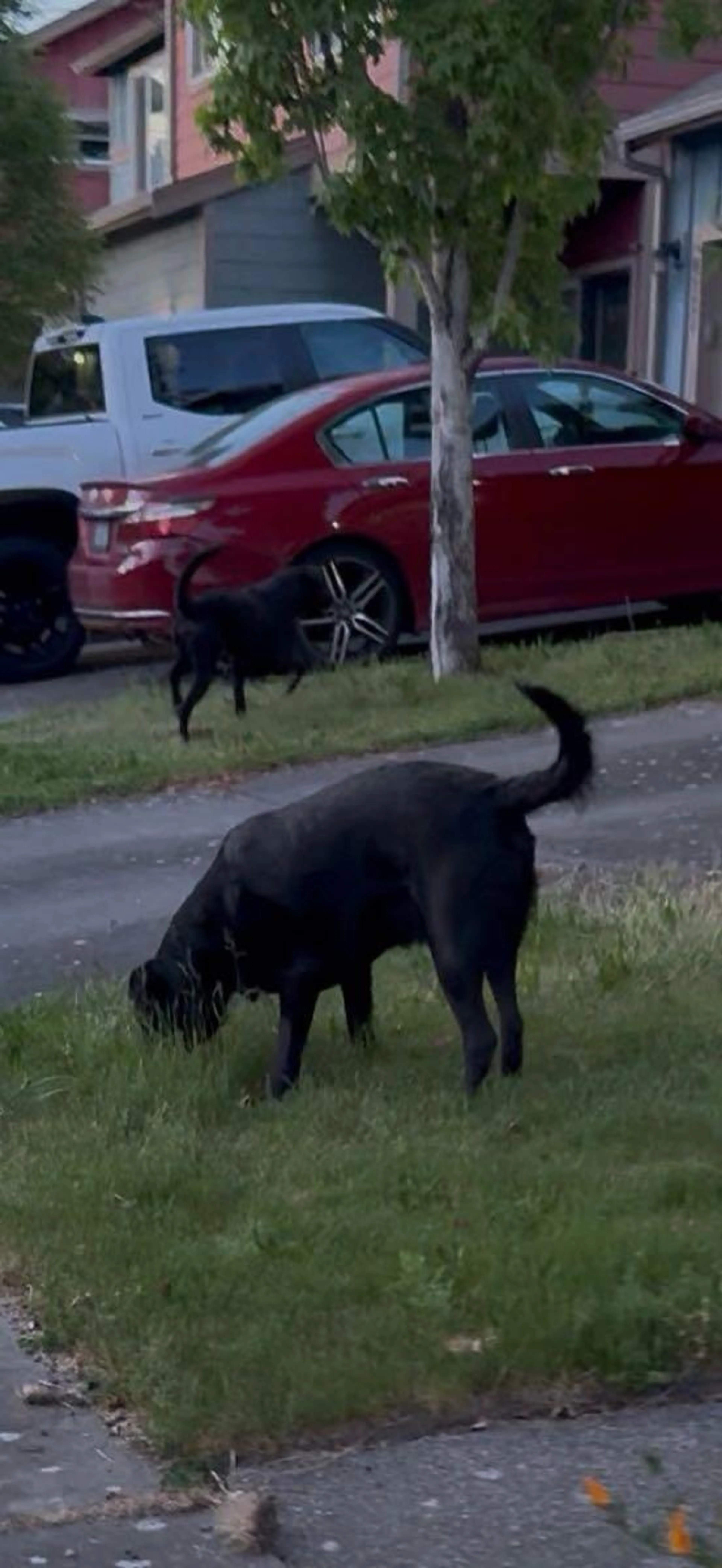 Found pet