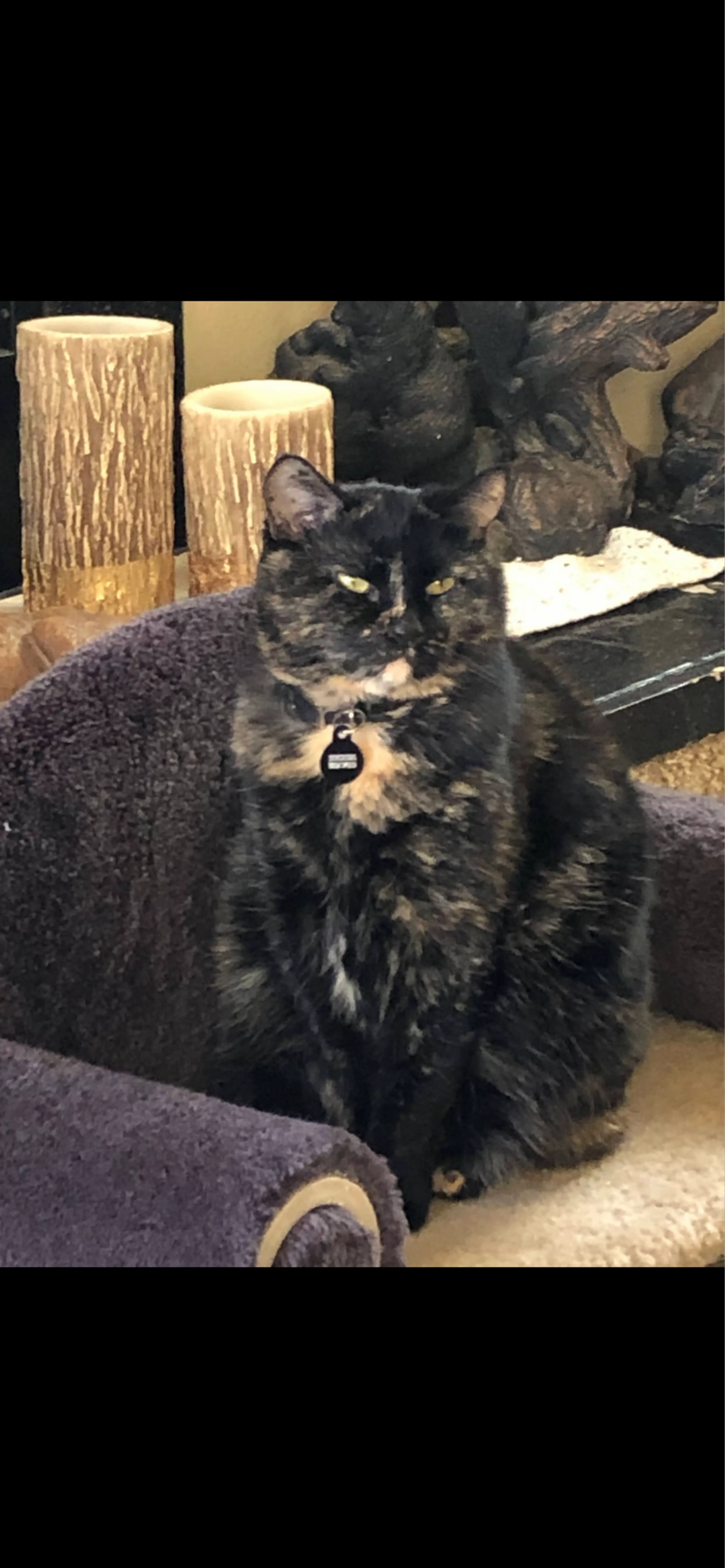 Lost pet
