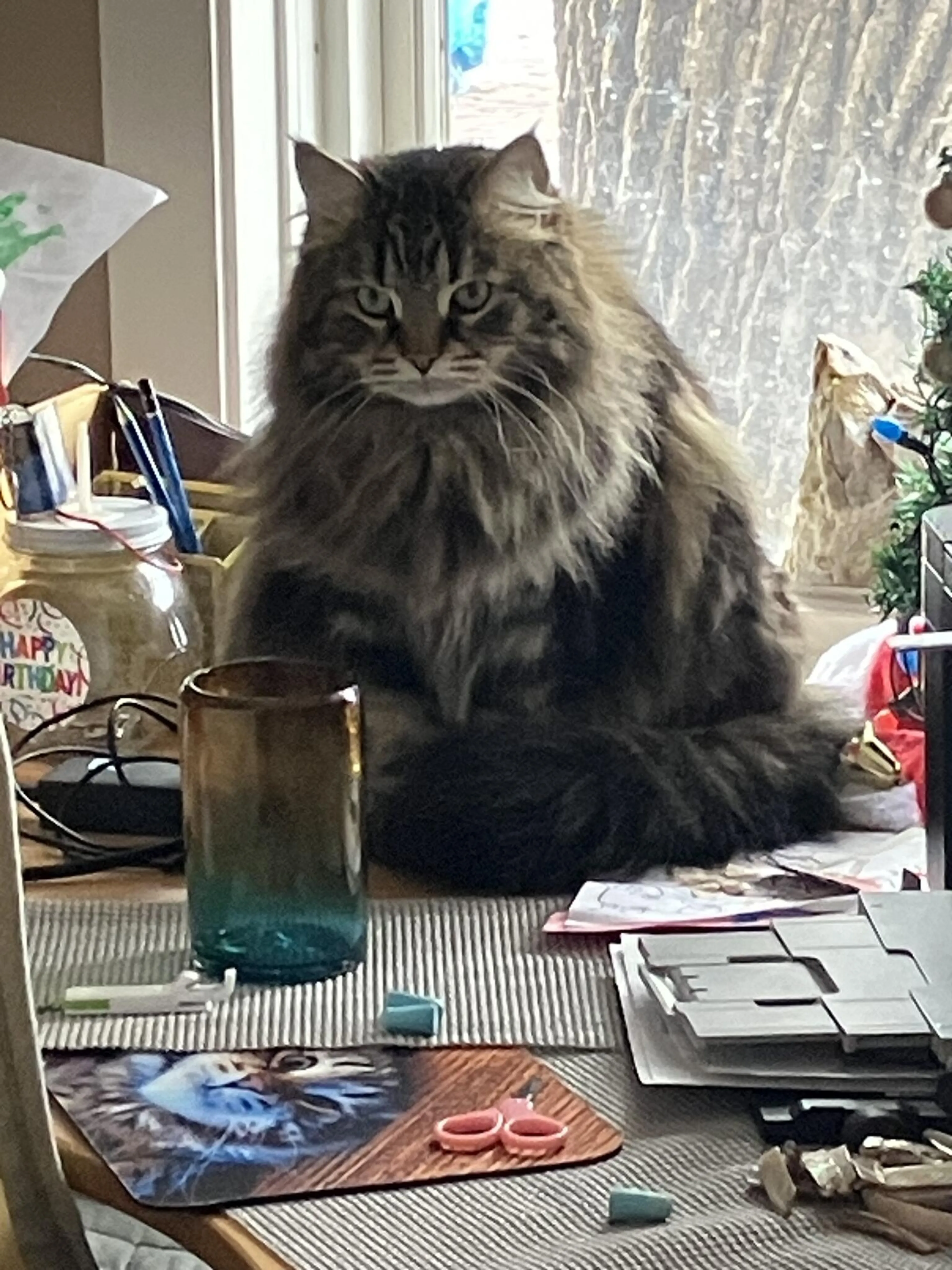 Lost pet