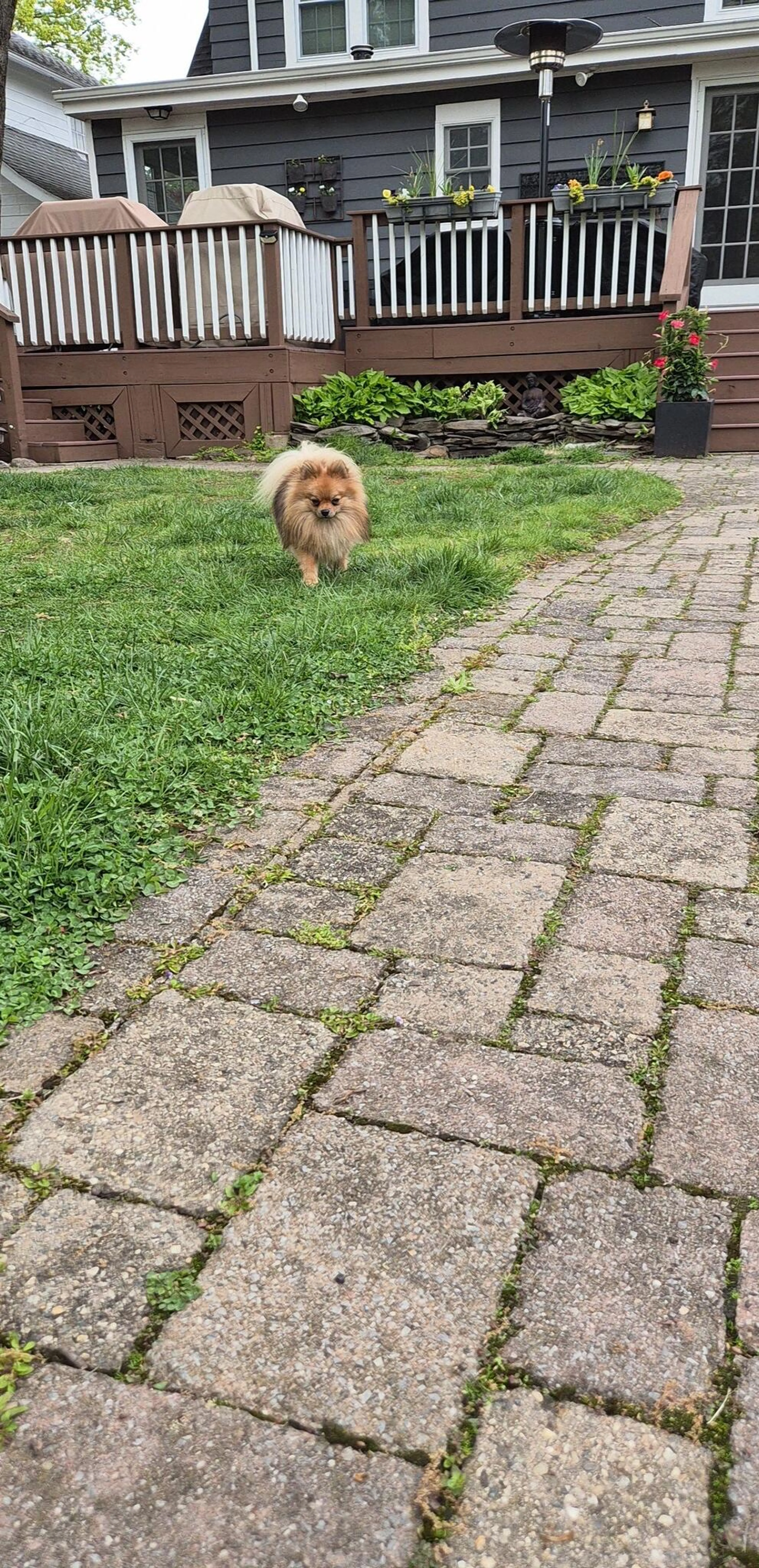 Found pet