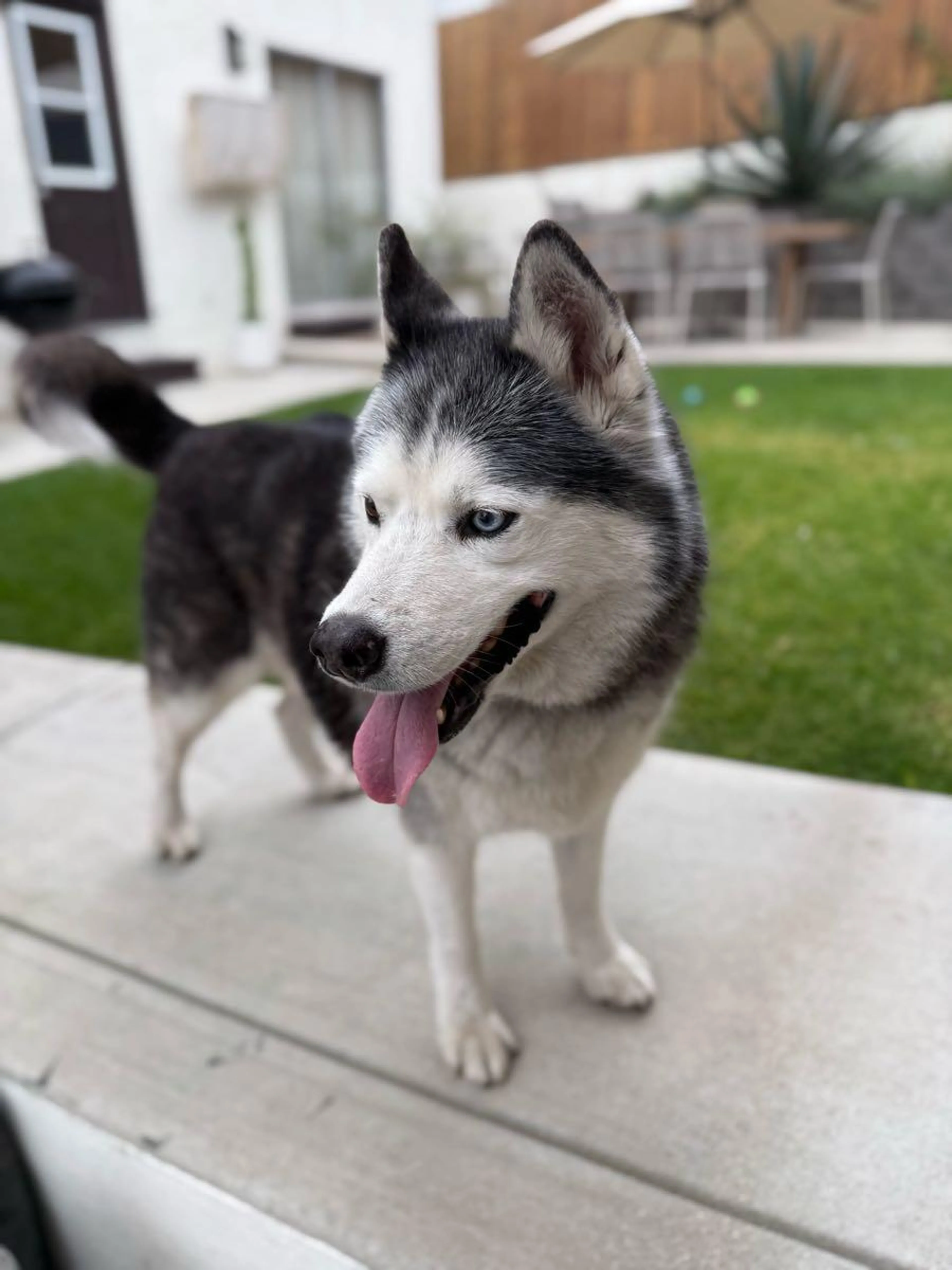 Found pet