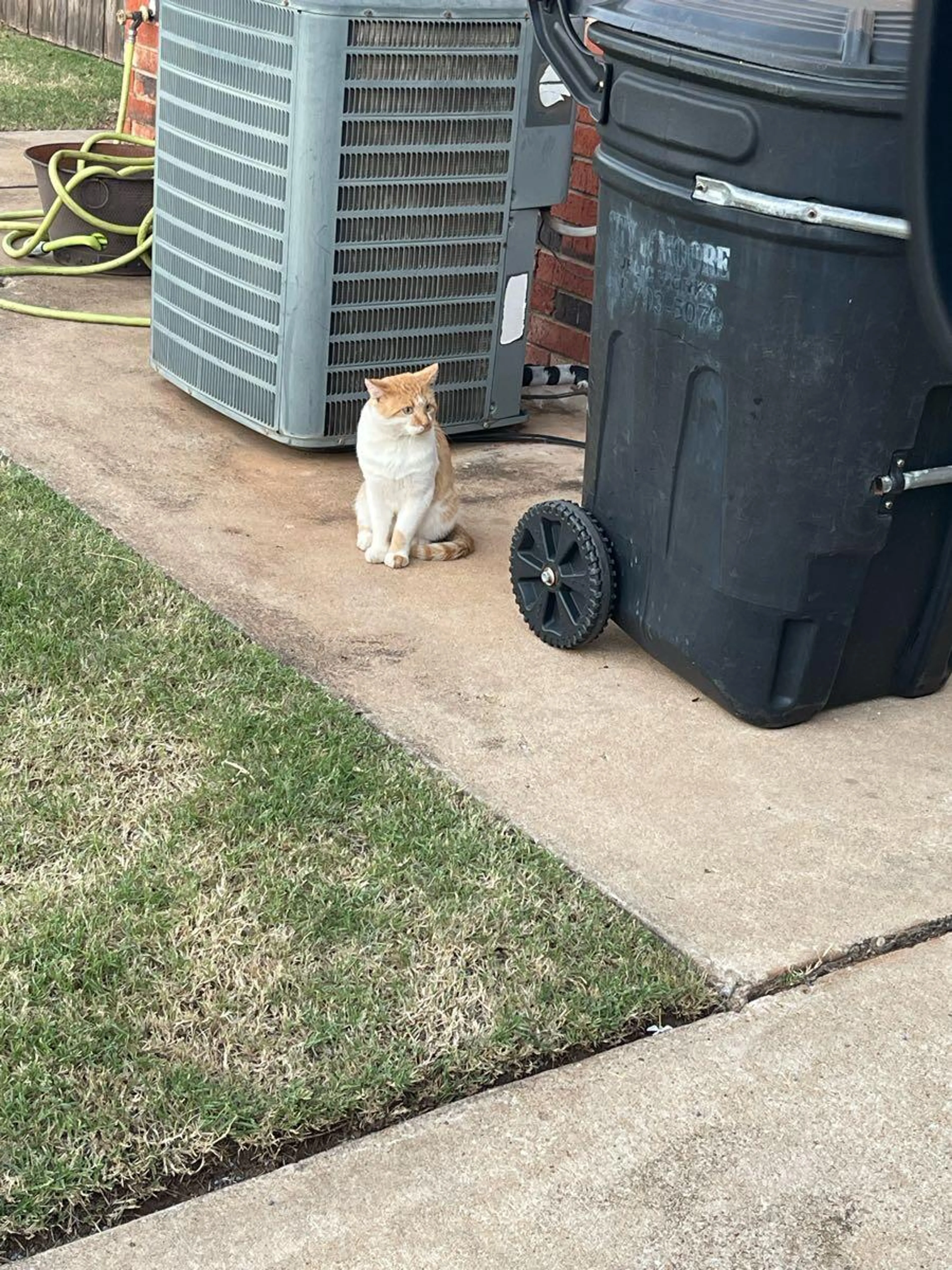 Found pet