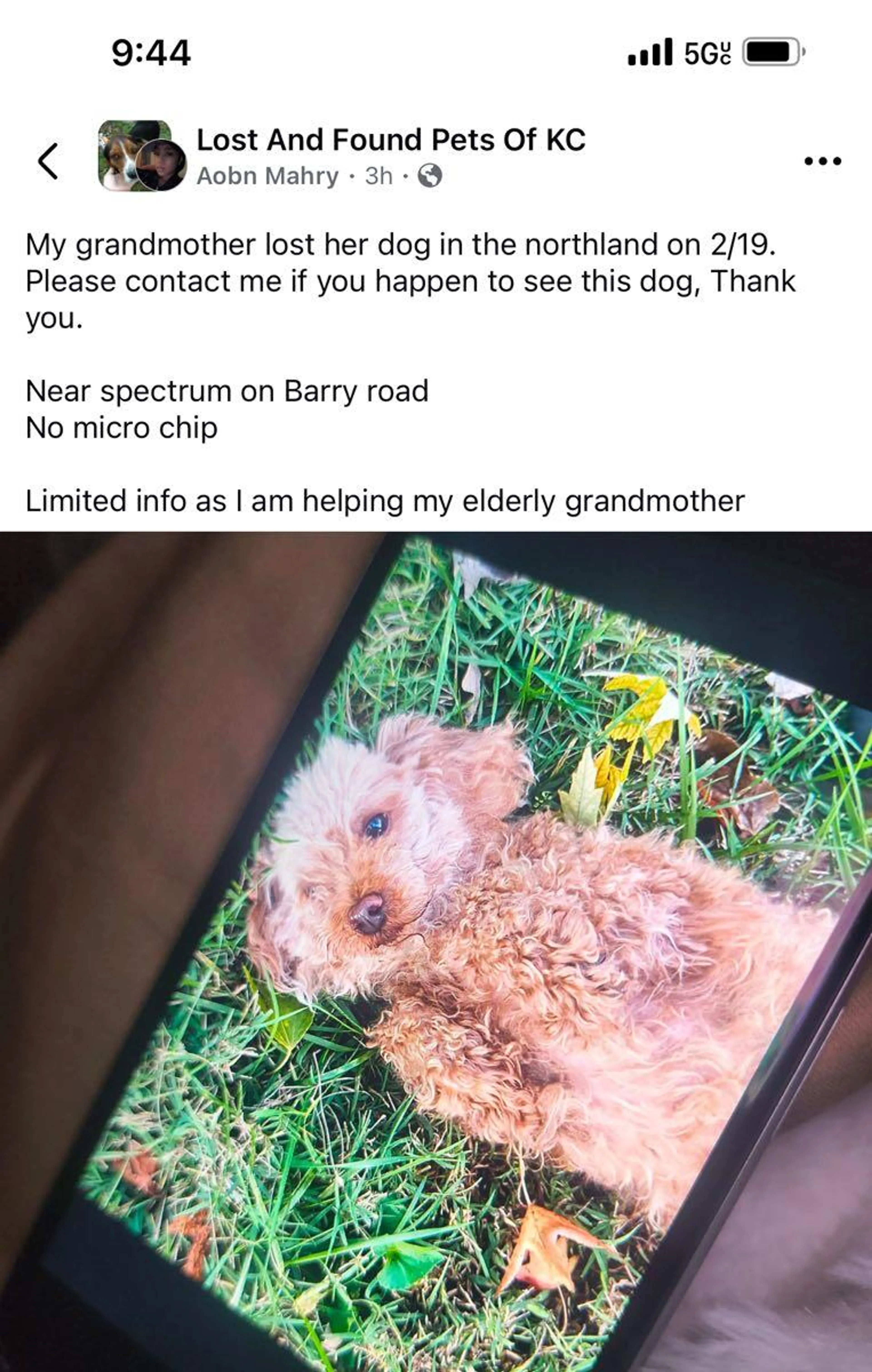 Lost pet