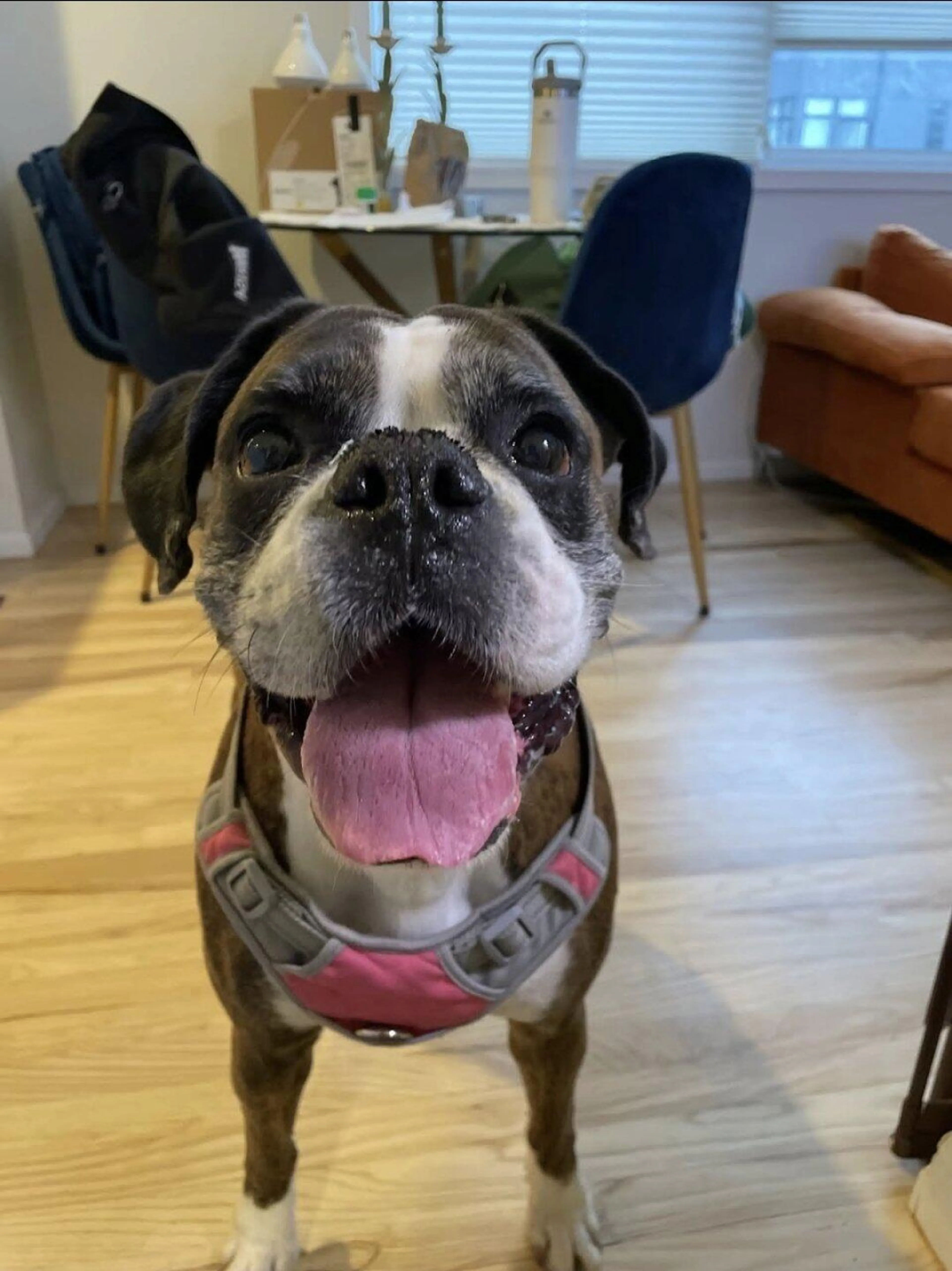 Found pet