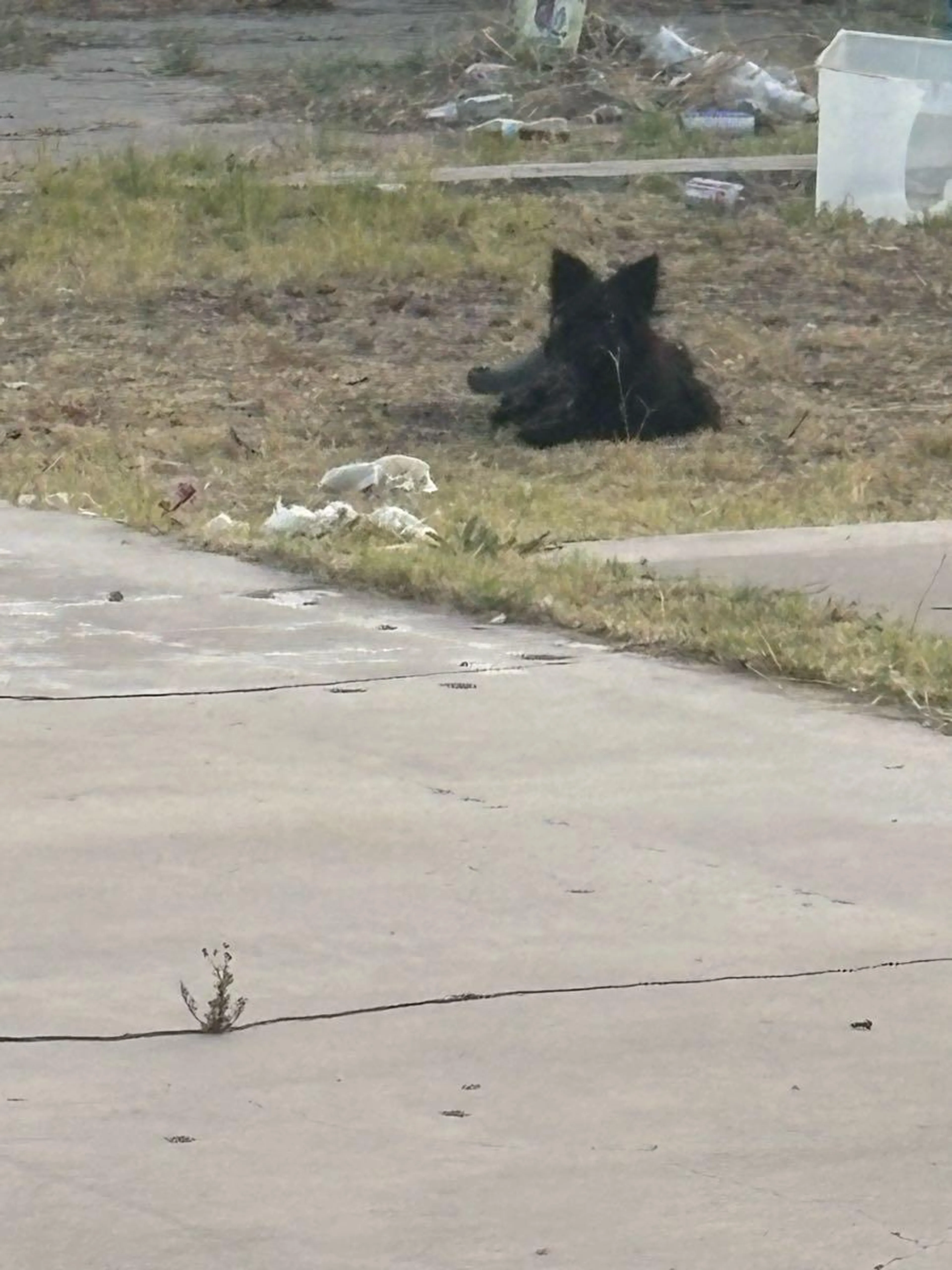 Found pet