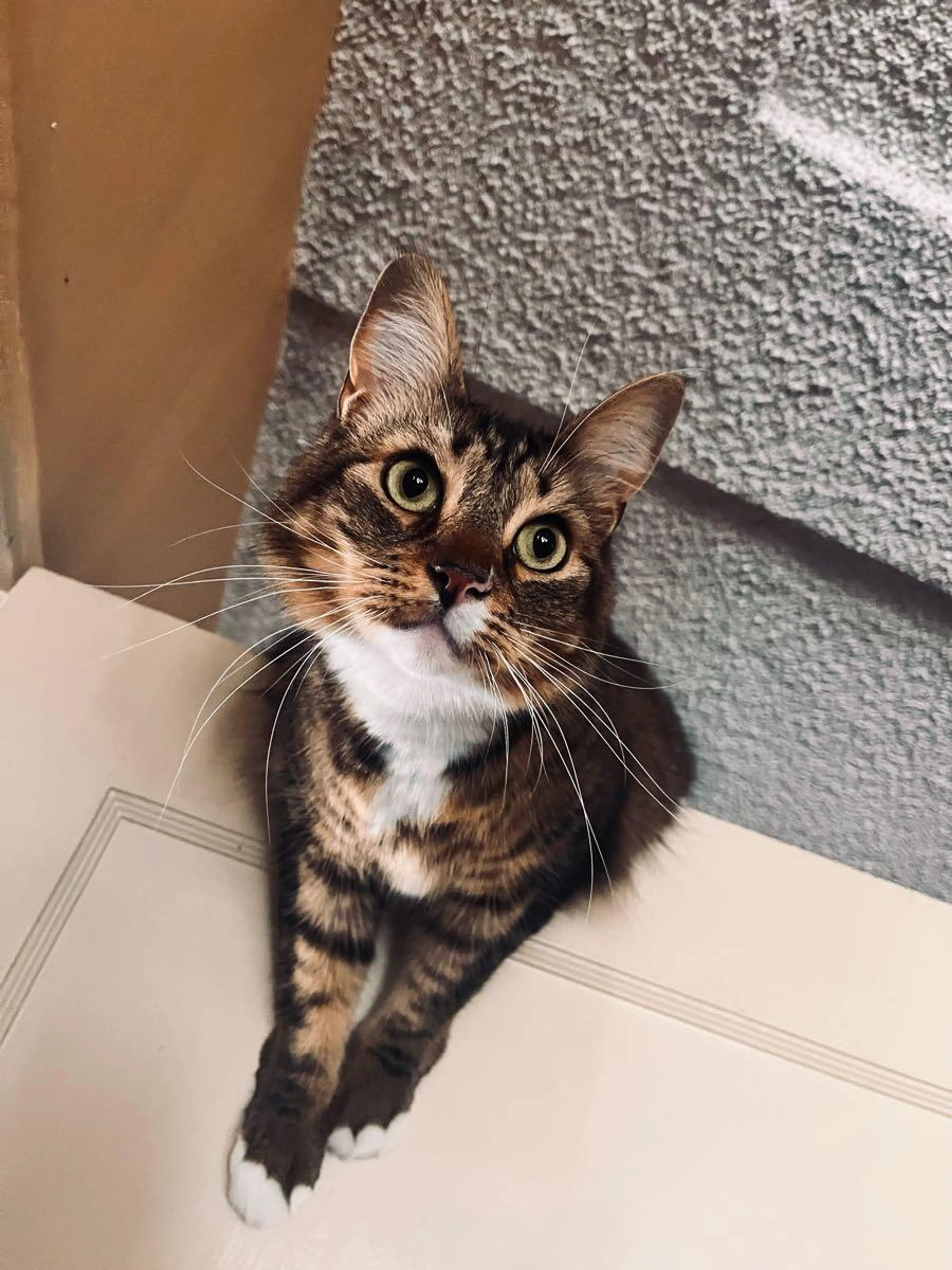 Lost pet