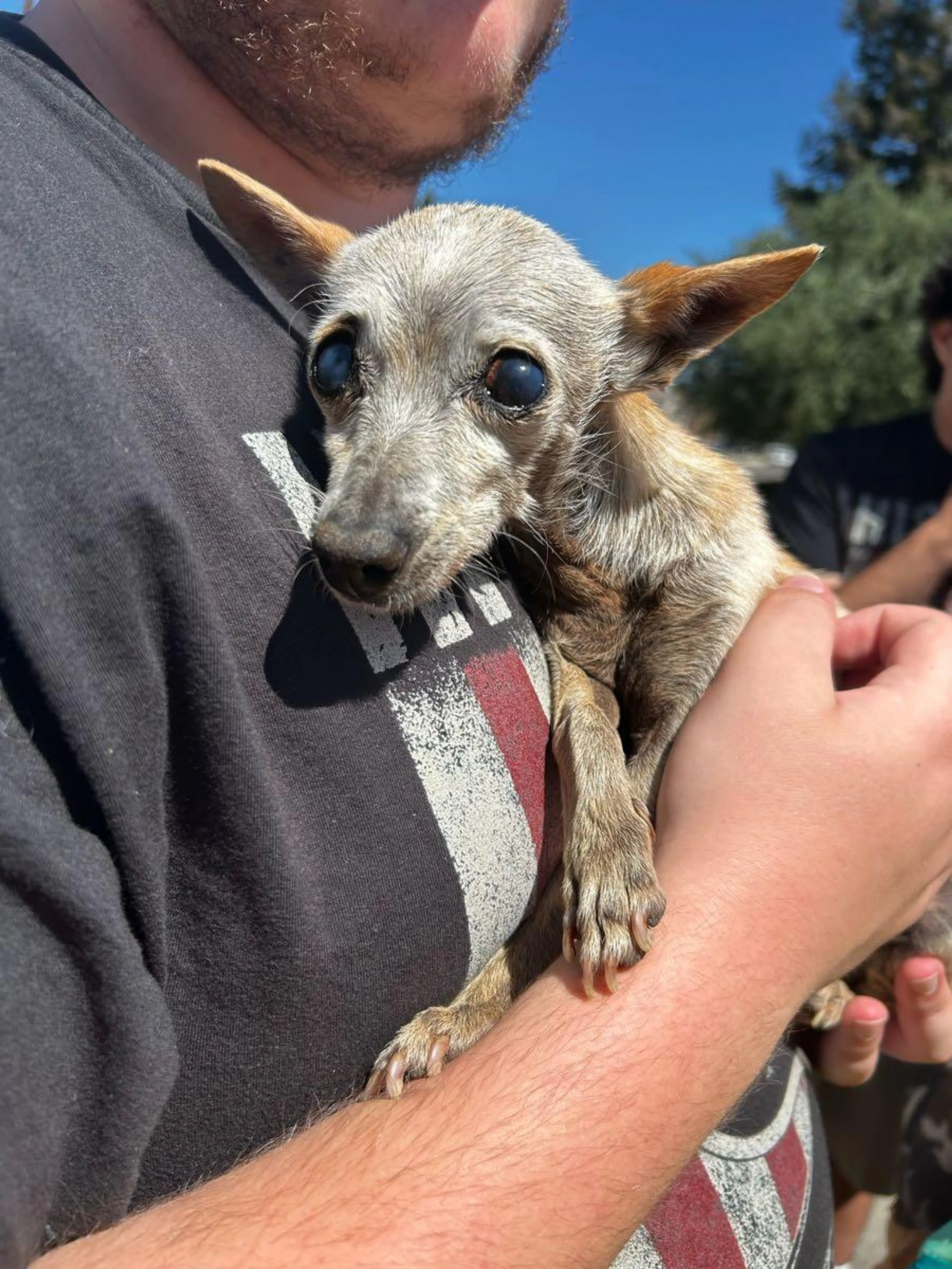 Found pet