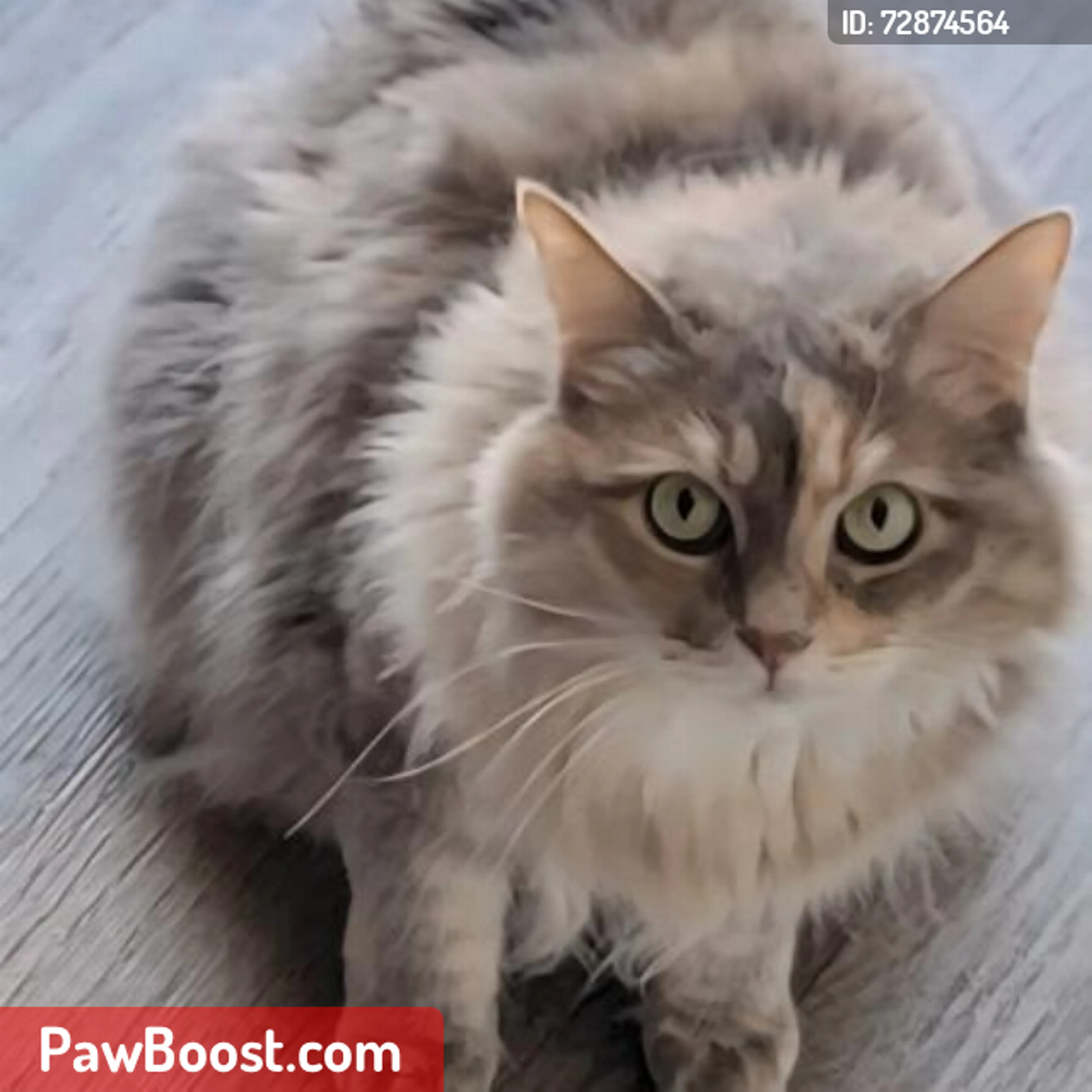 Lost pet