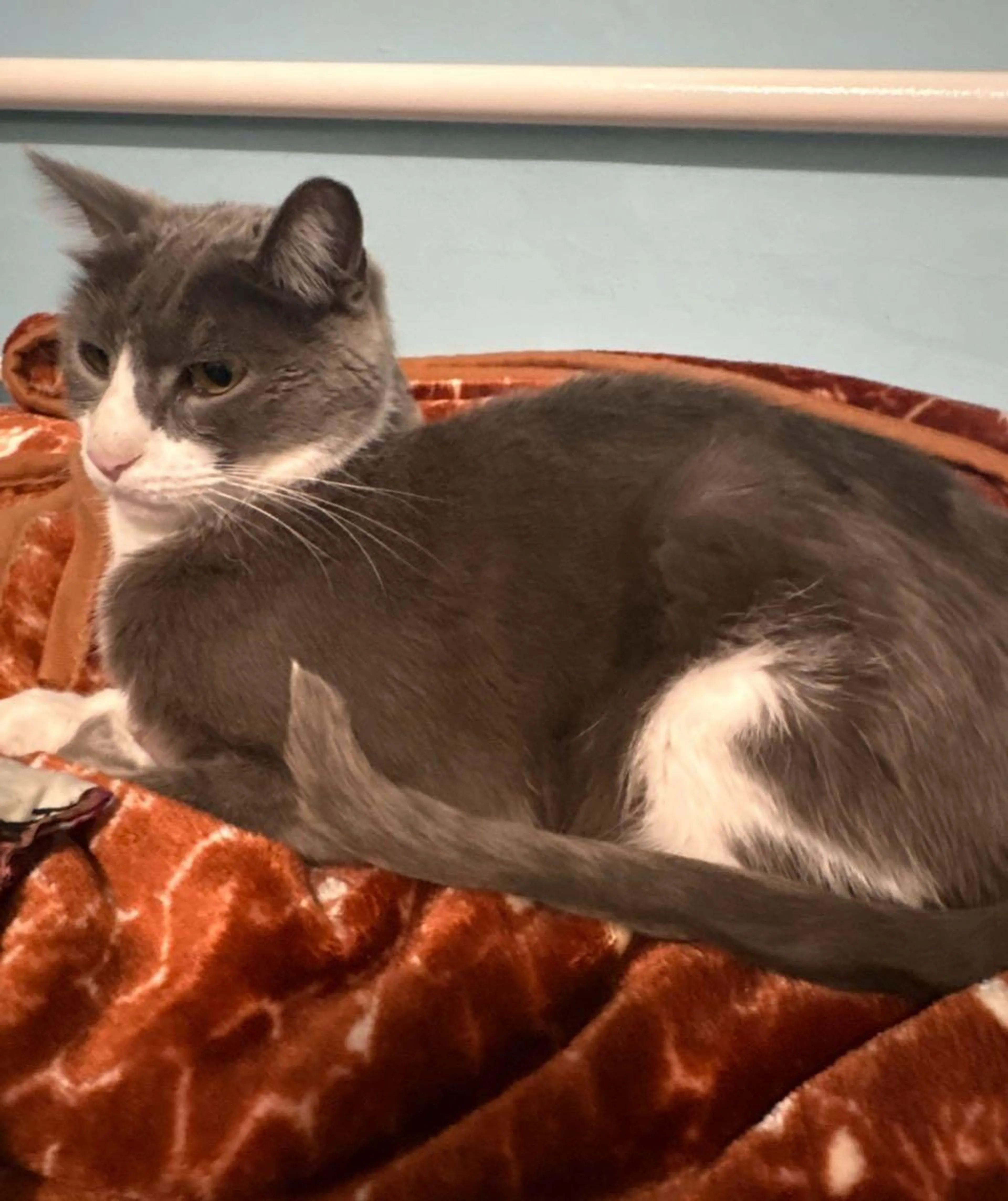Lost pet