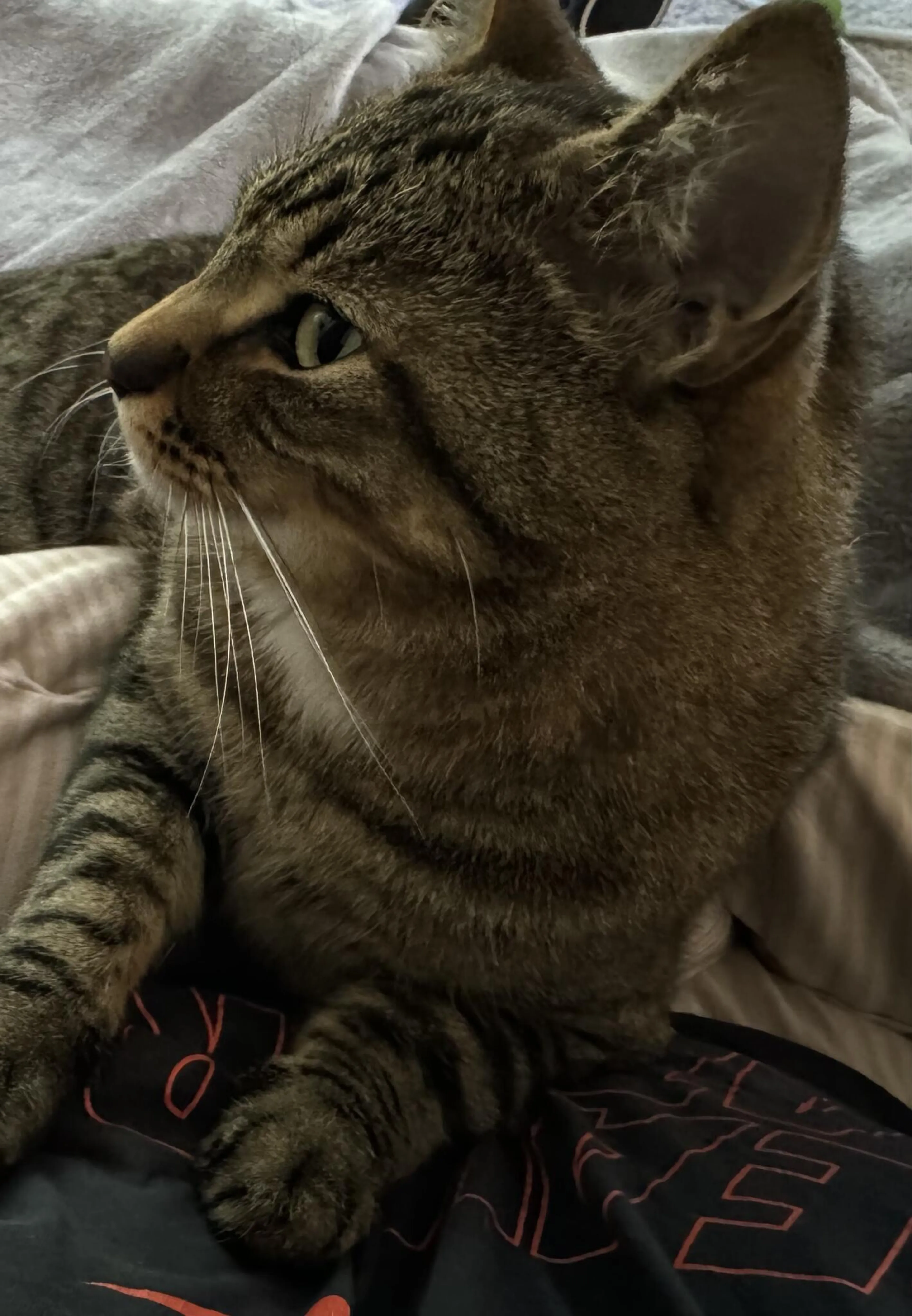 Lost pet