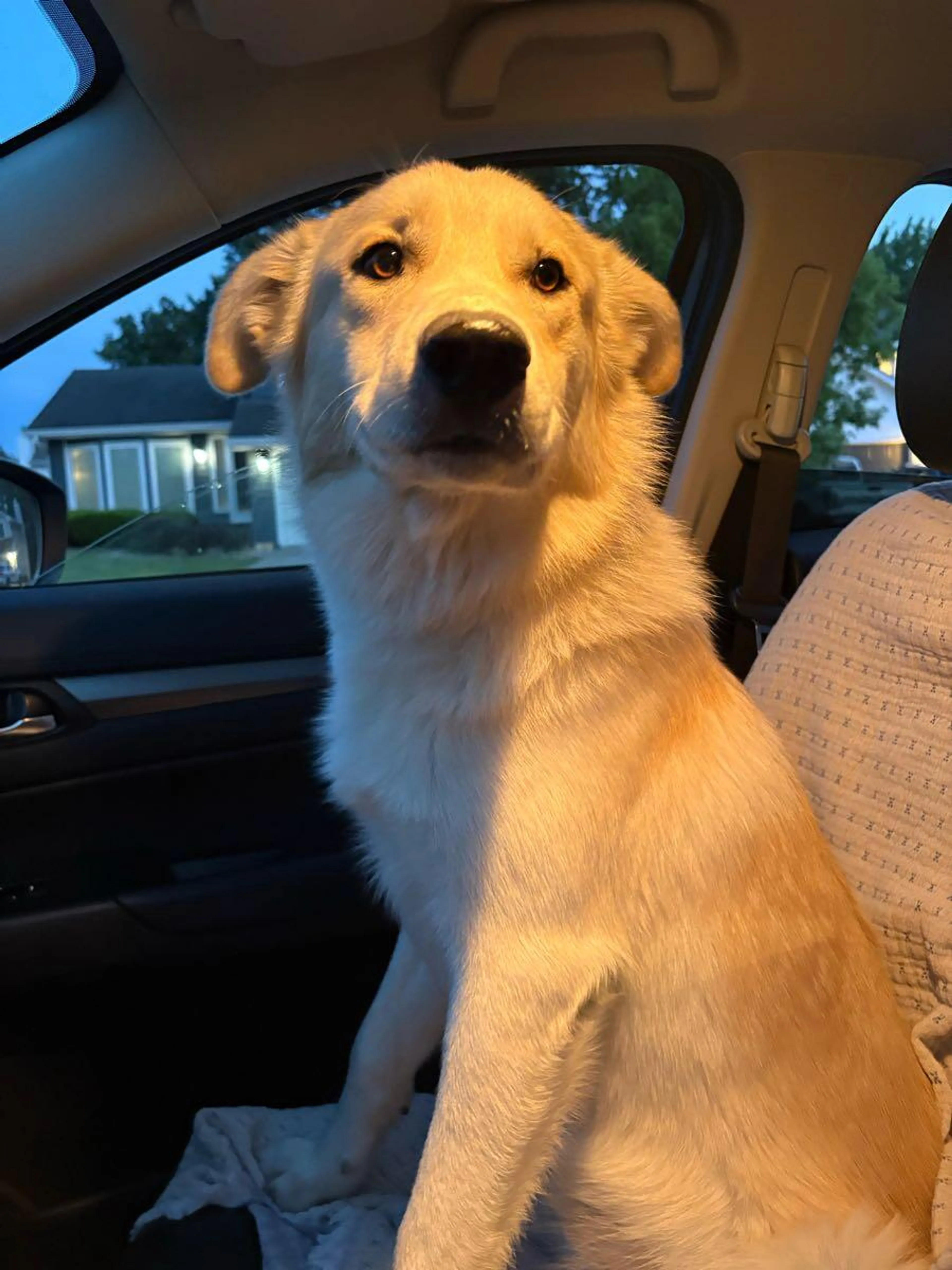 Found pet