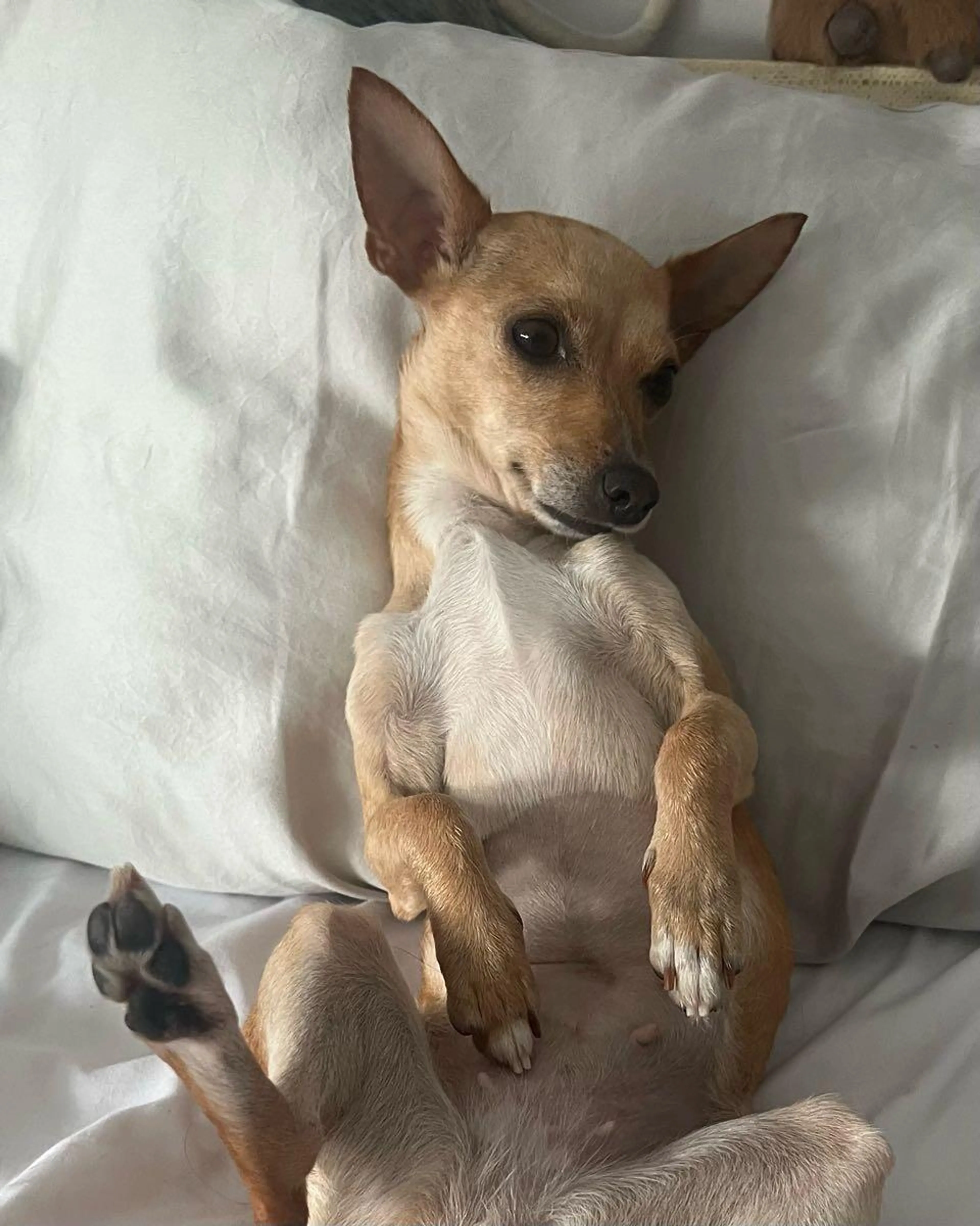 Lost pet