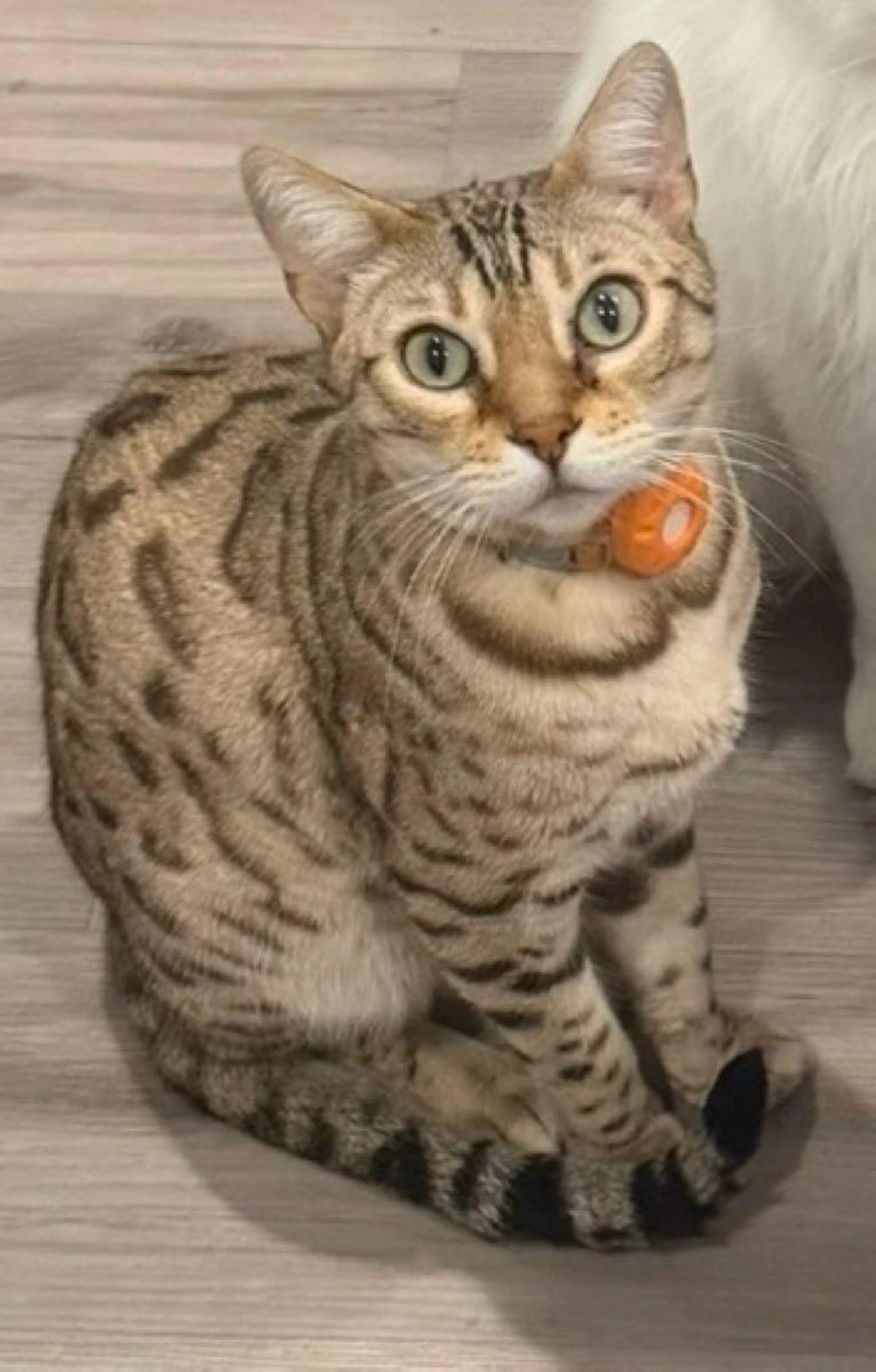 Lost pet