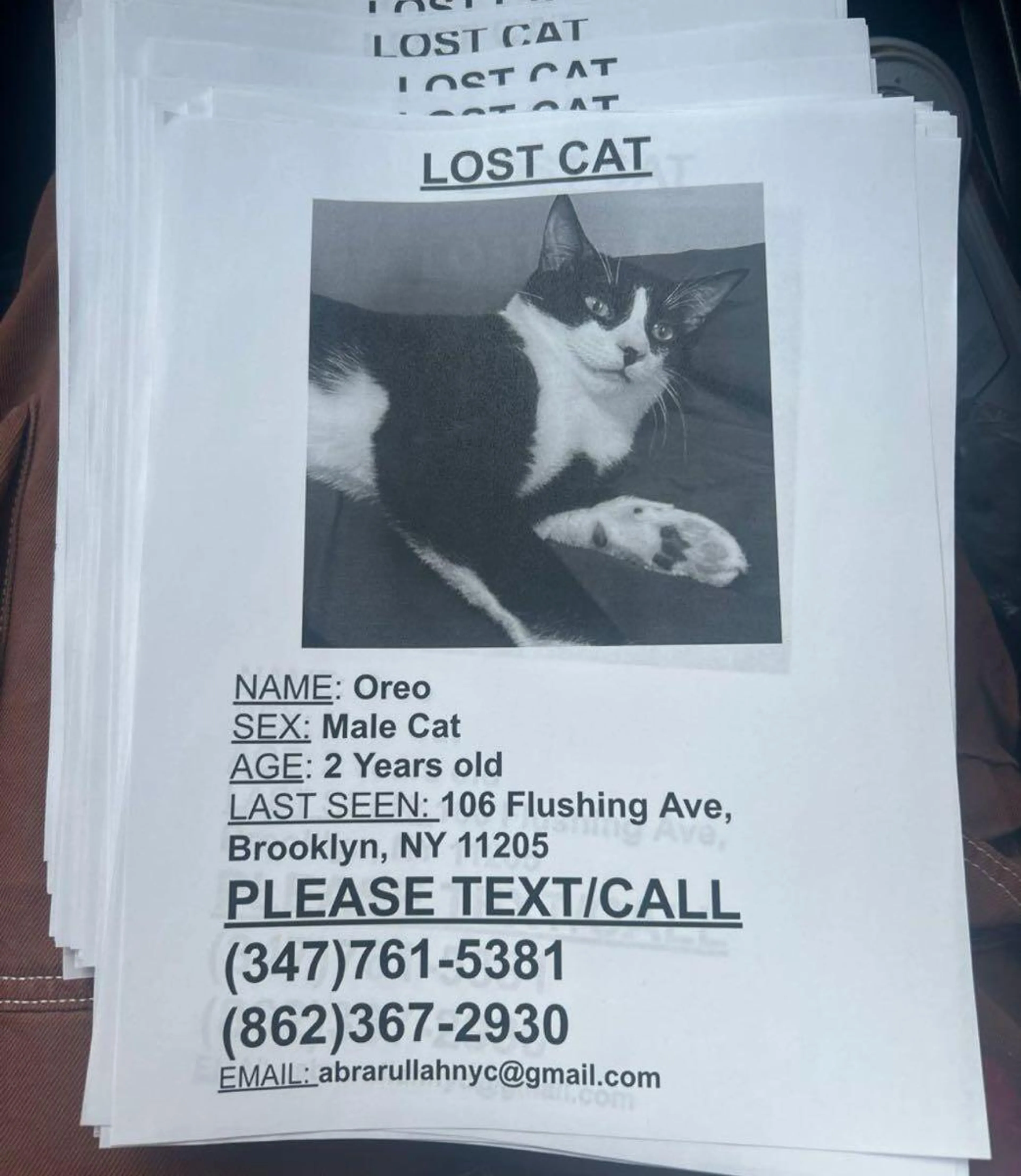 Lost pet