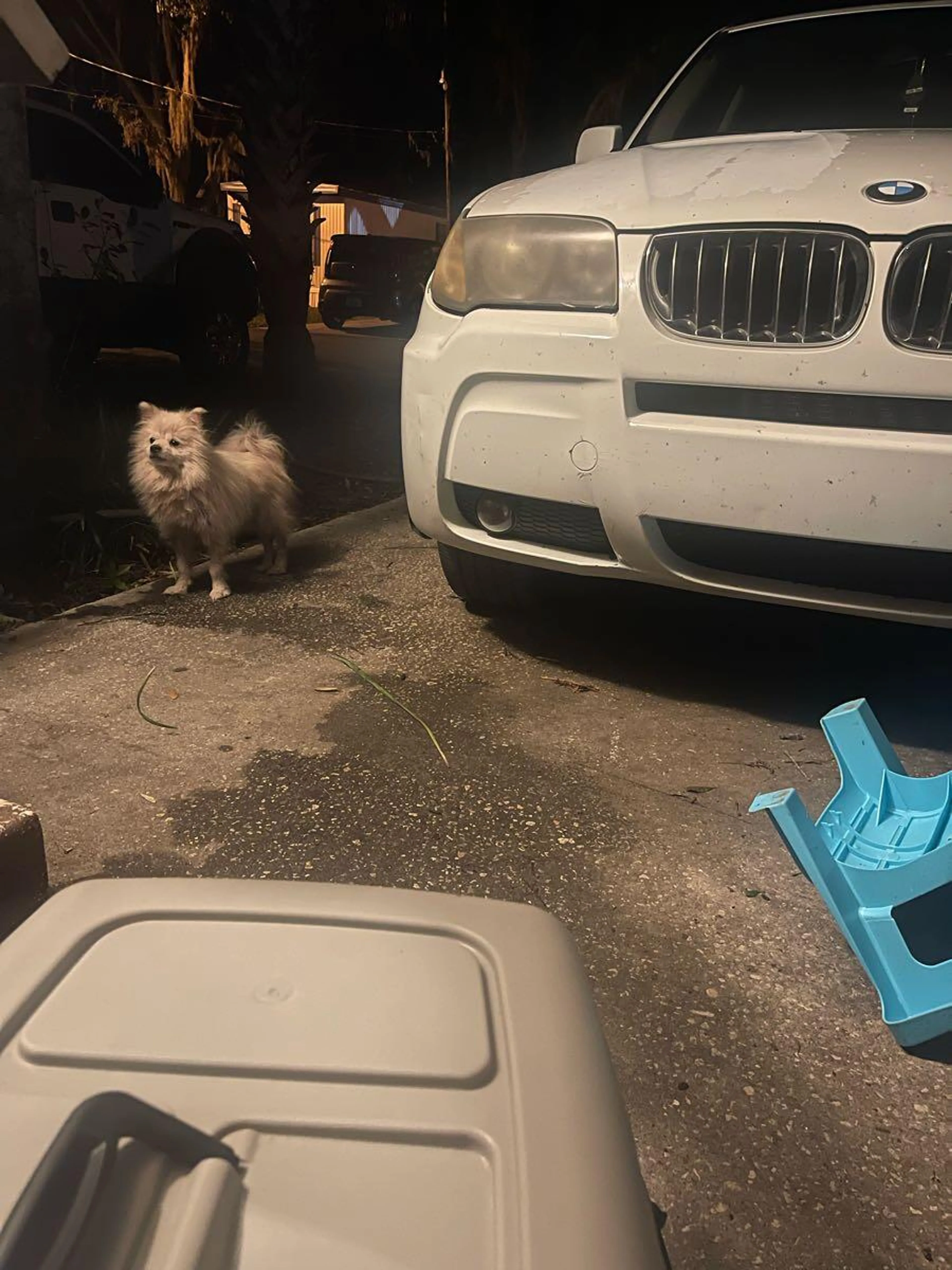 Found pet