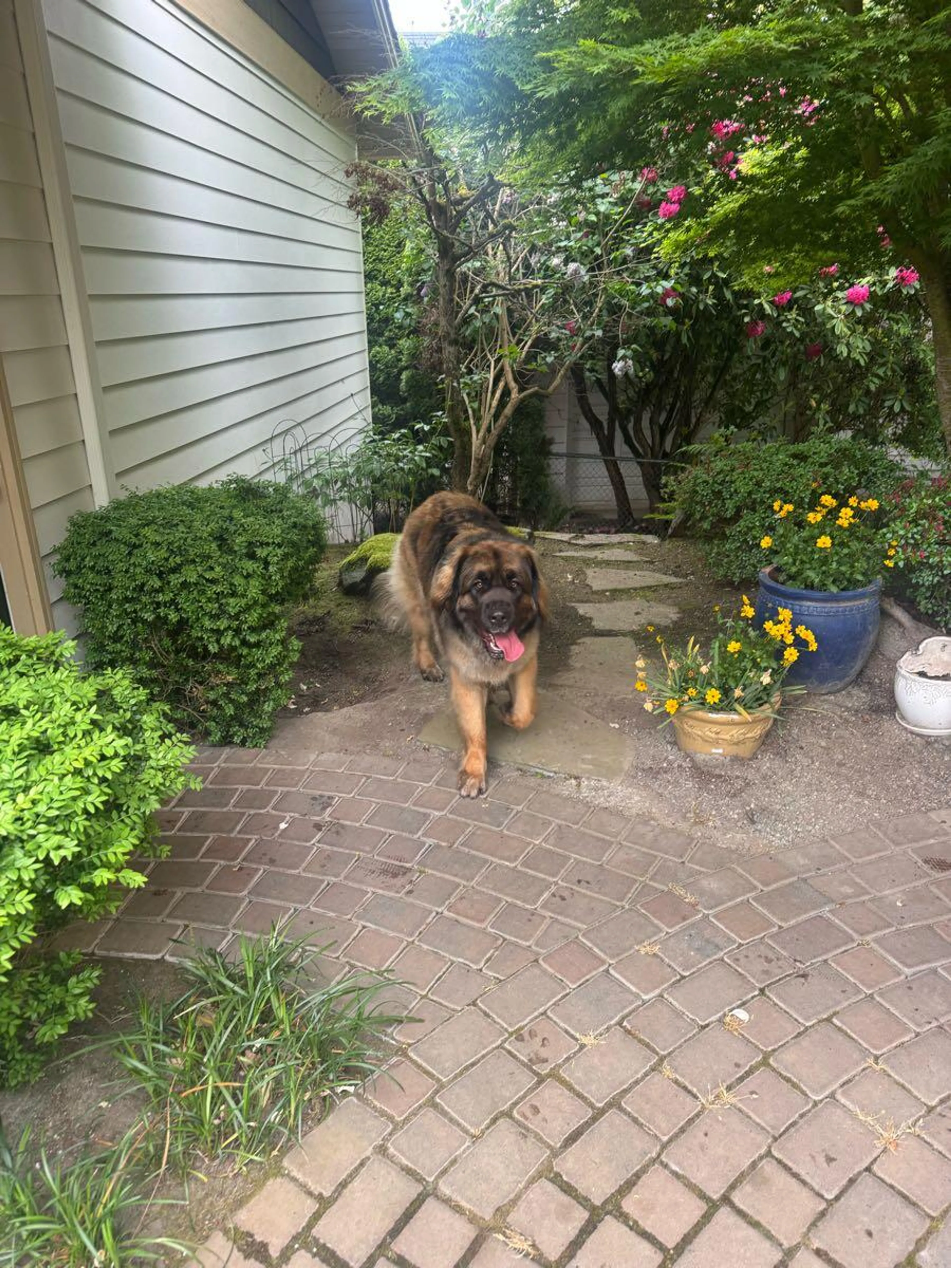 Found pet