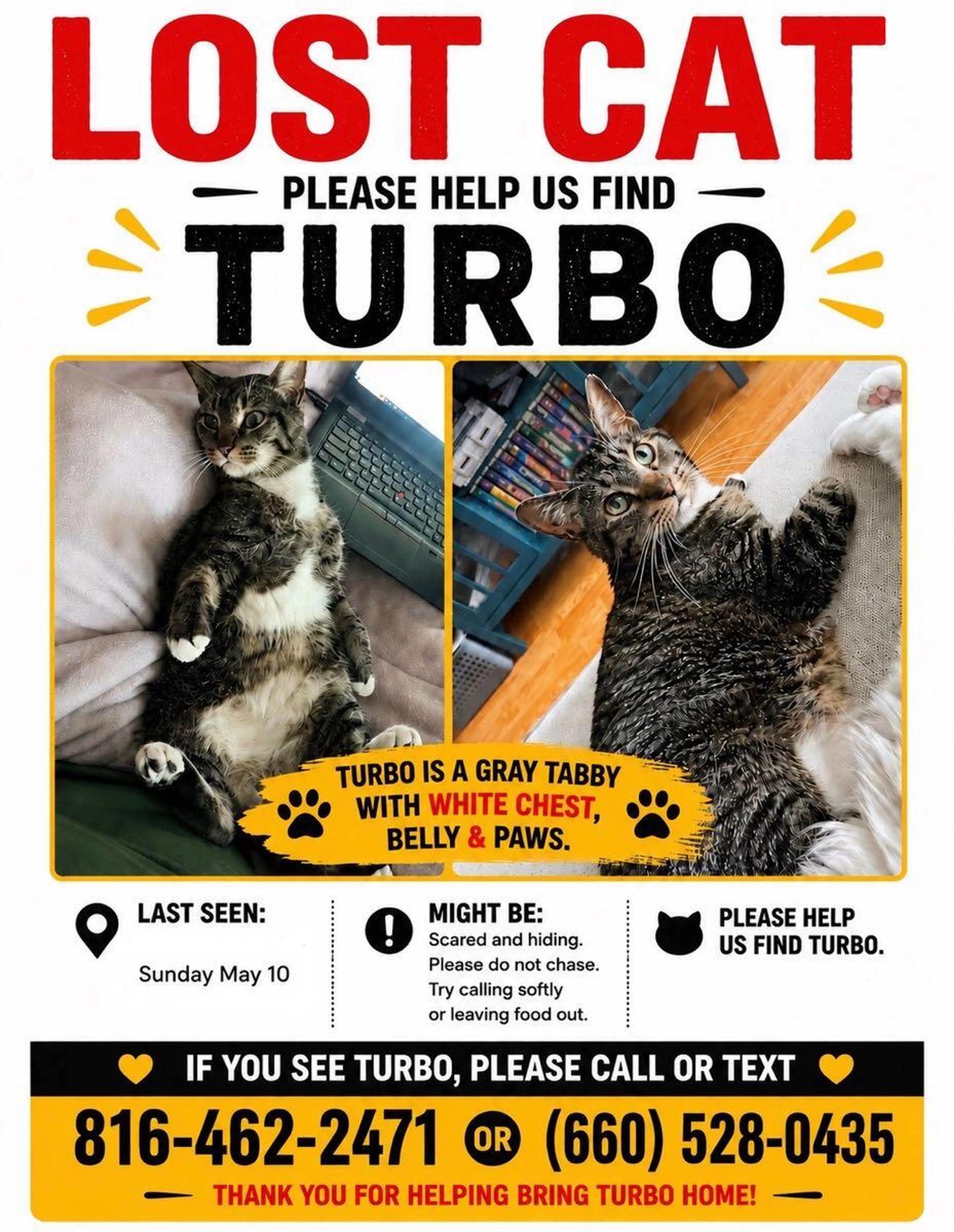 Lost pet