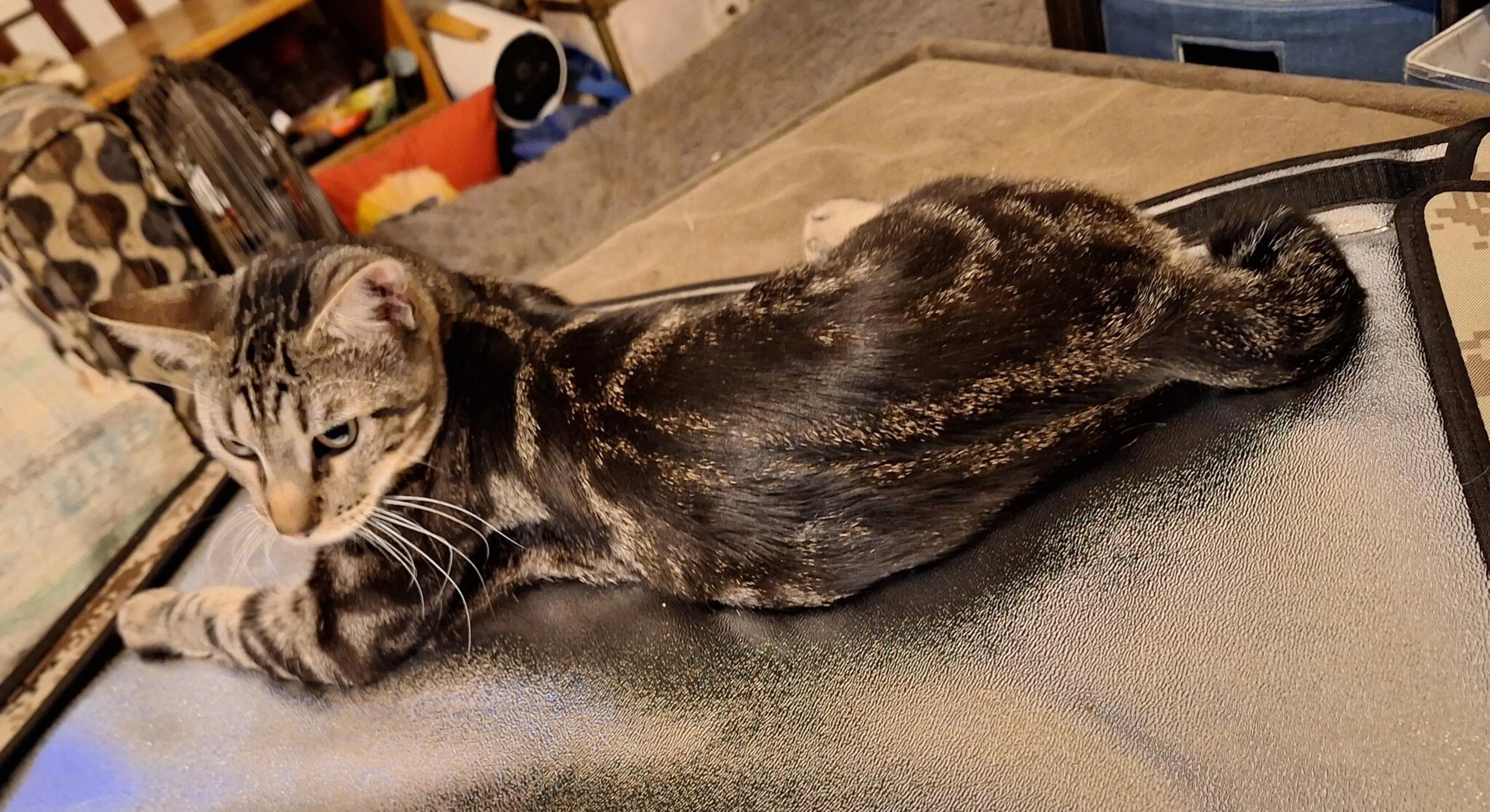 Lost pet