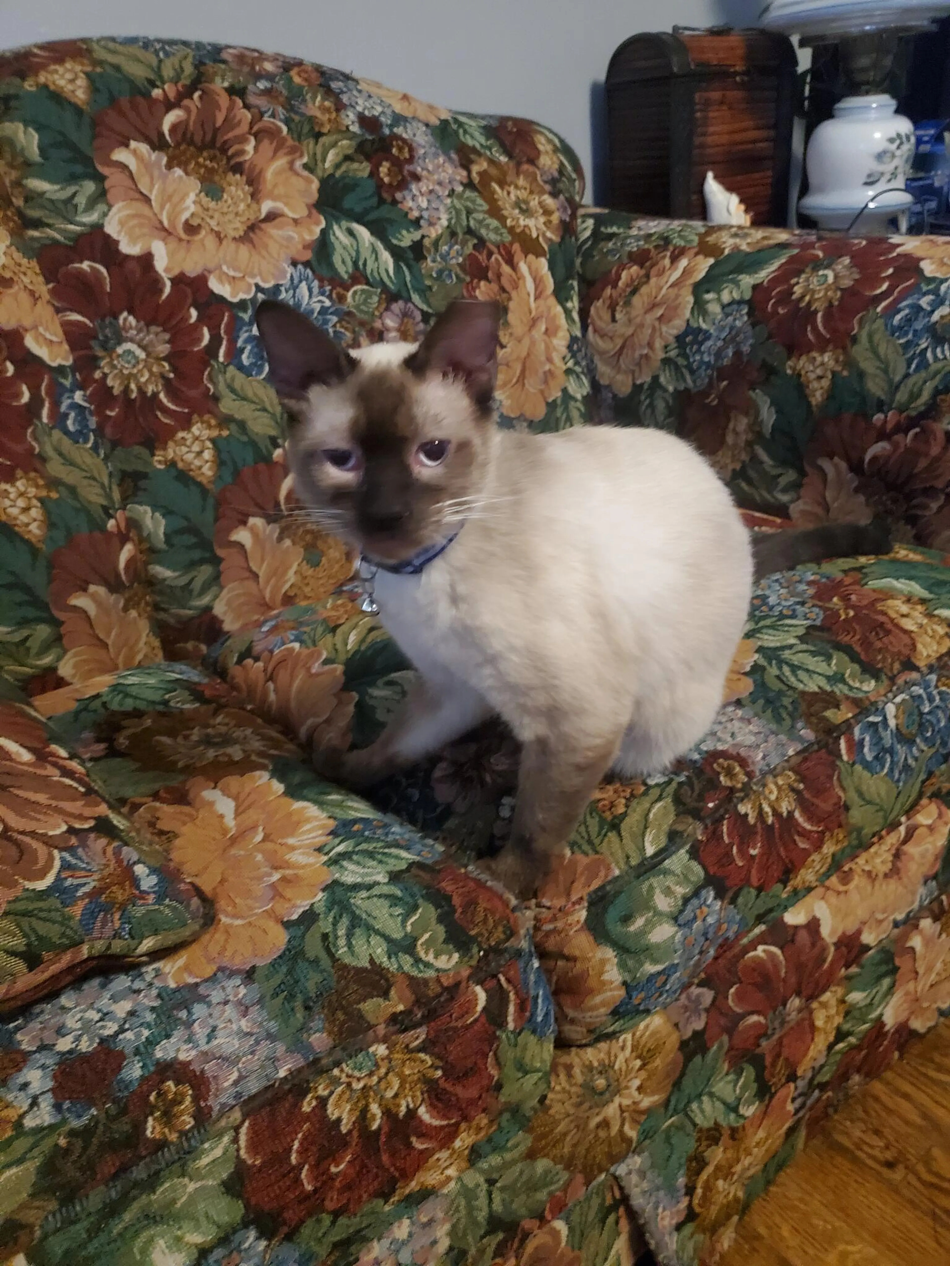 Lost pet