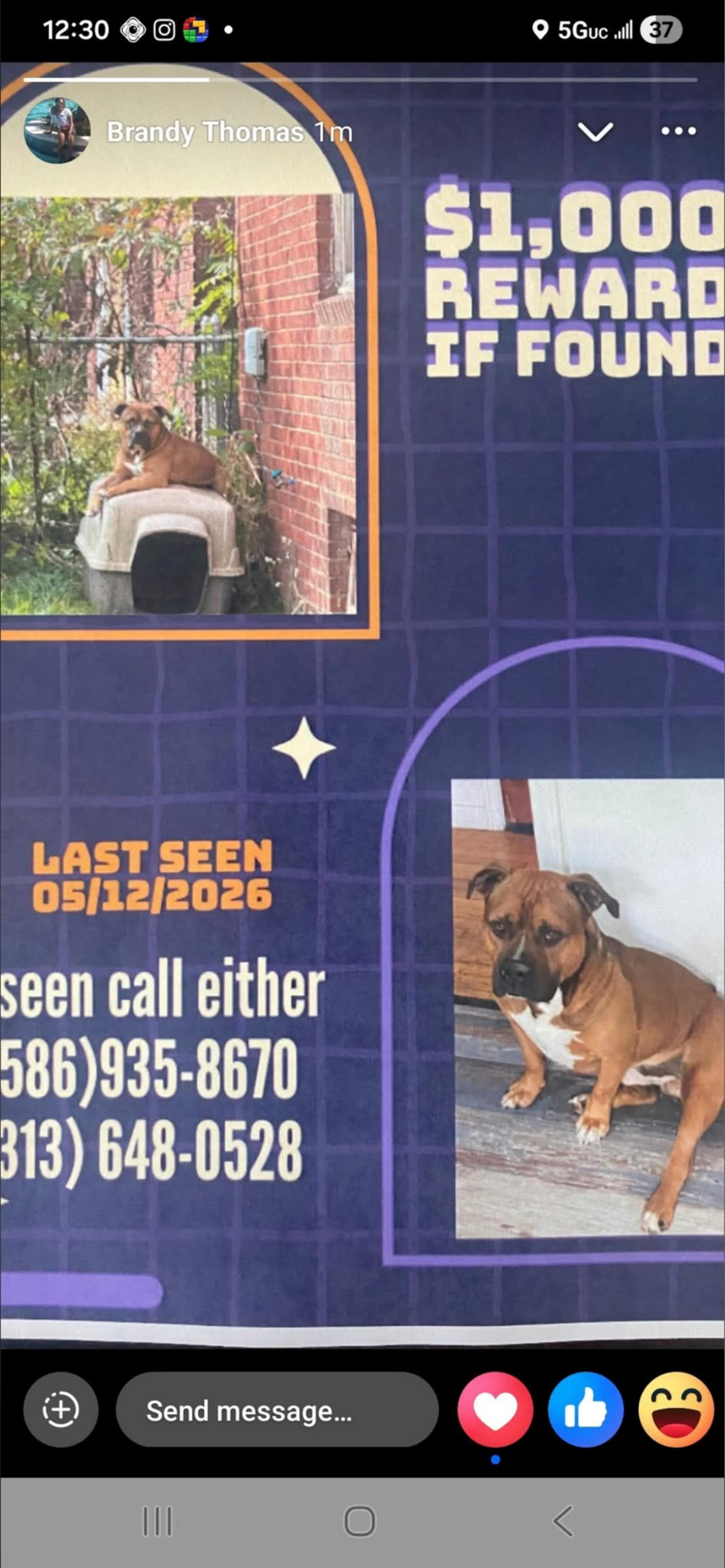Lost pet
