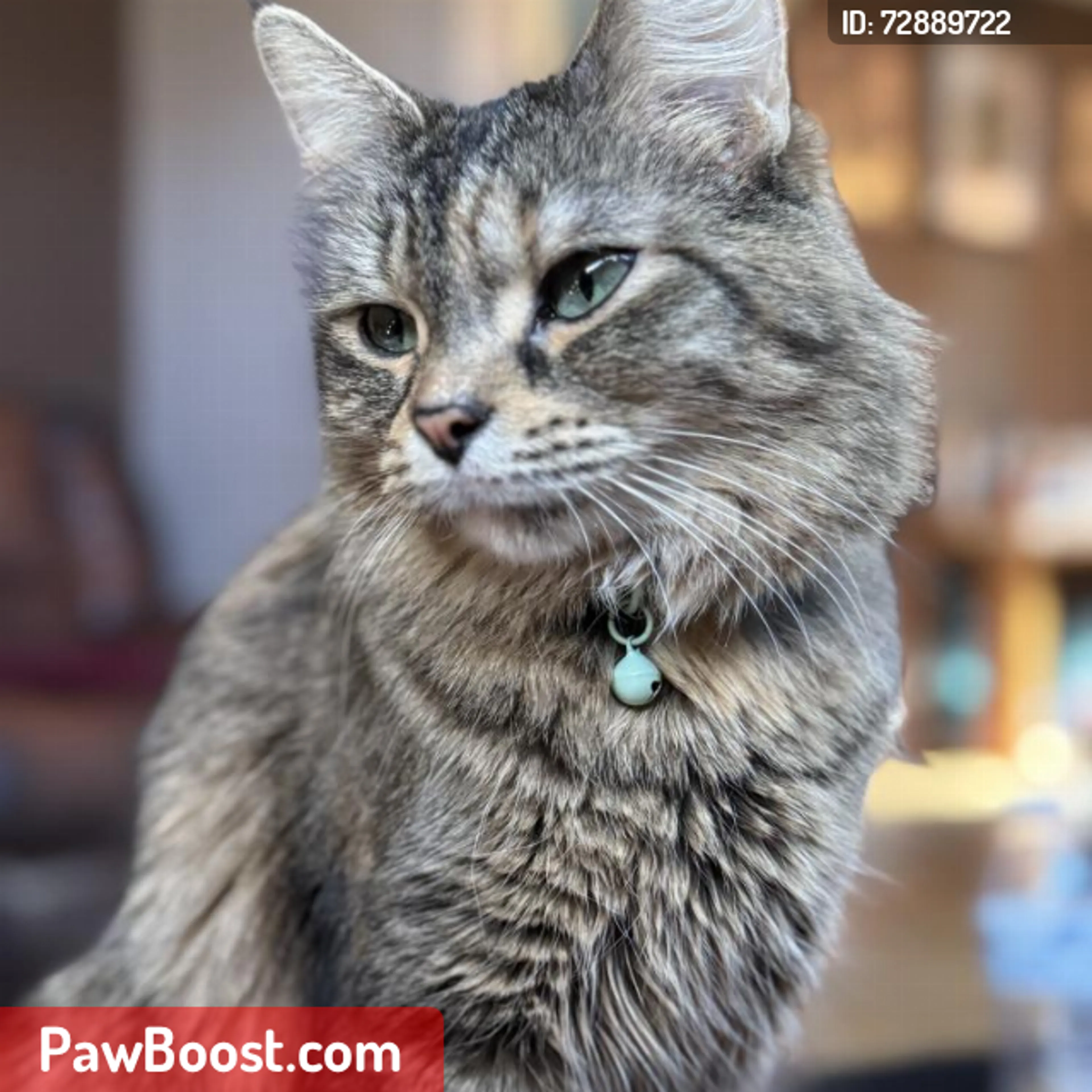 Lost pet