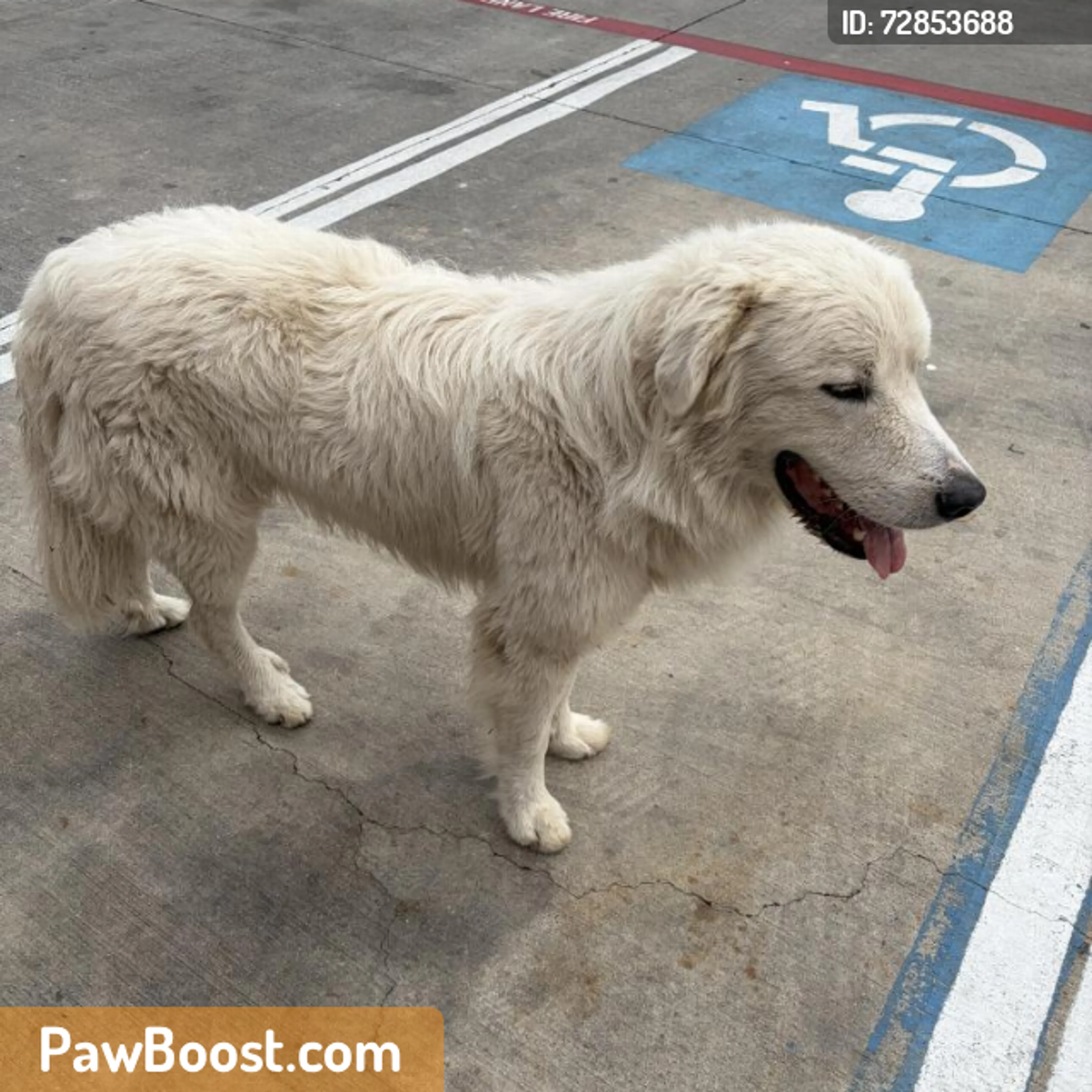 Found pet