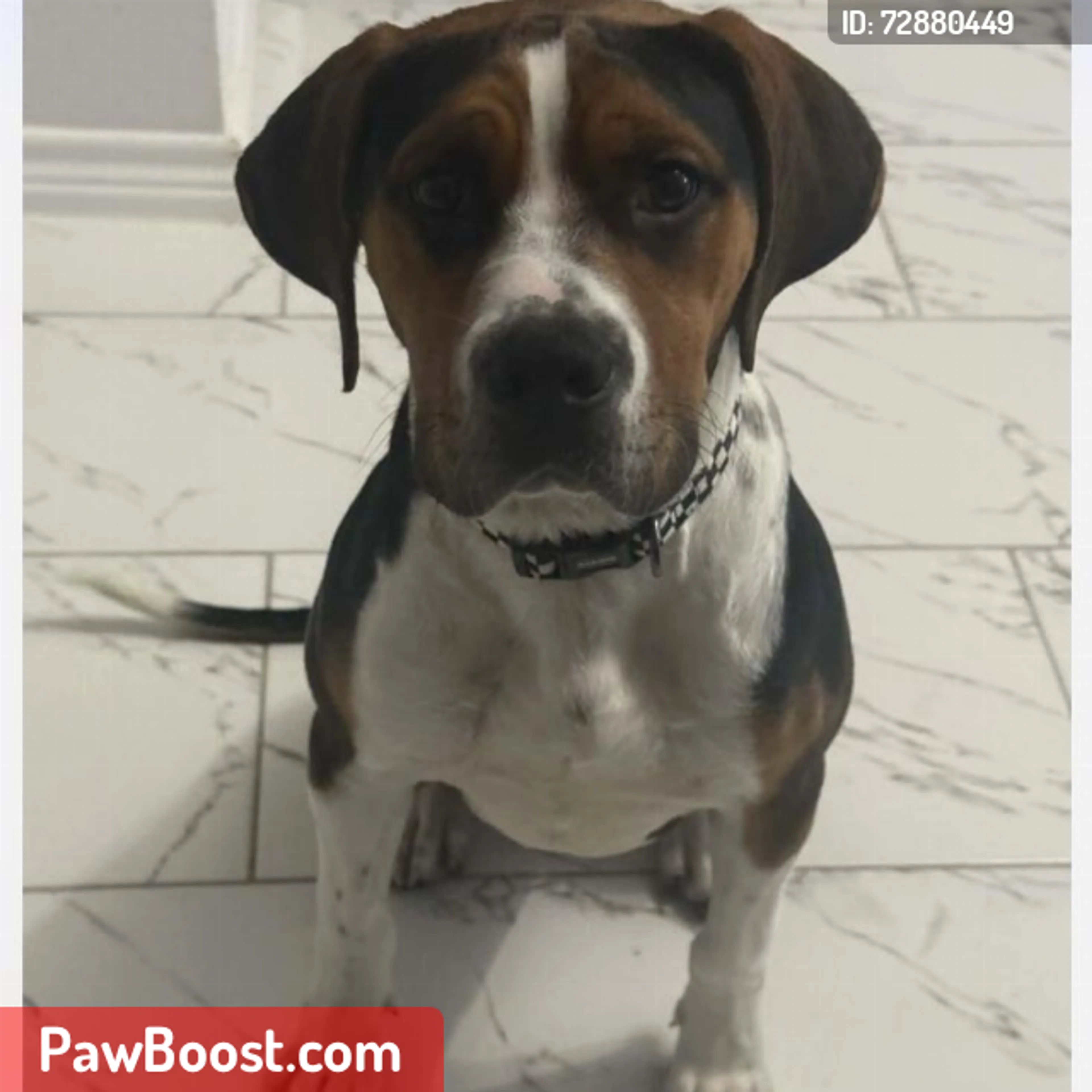 Found pet
