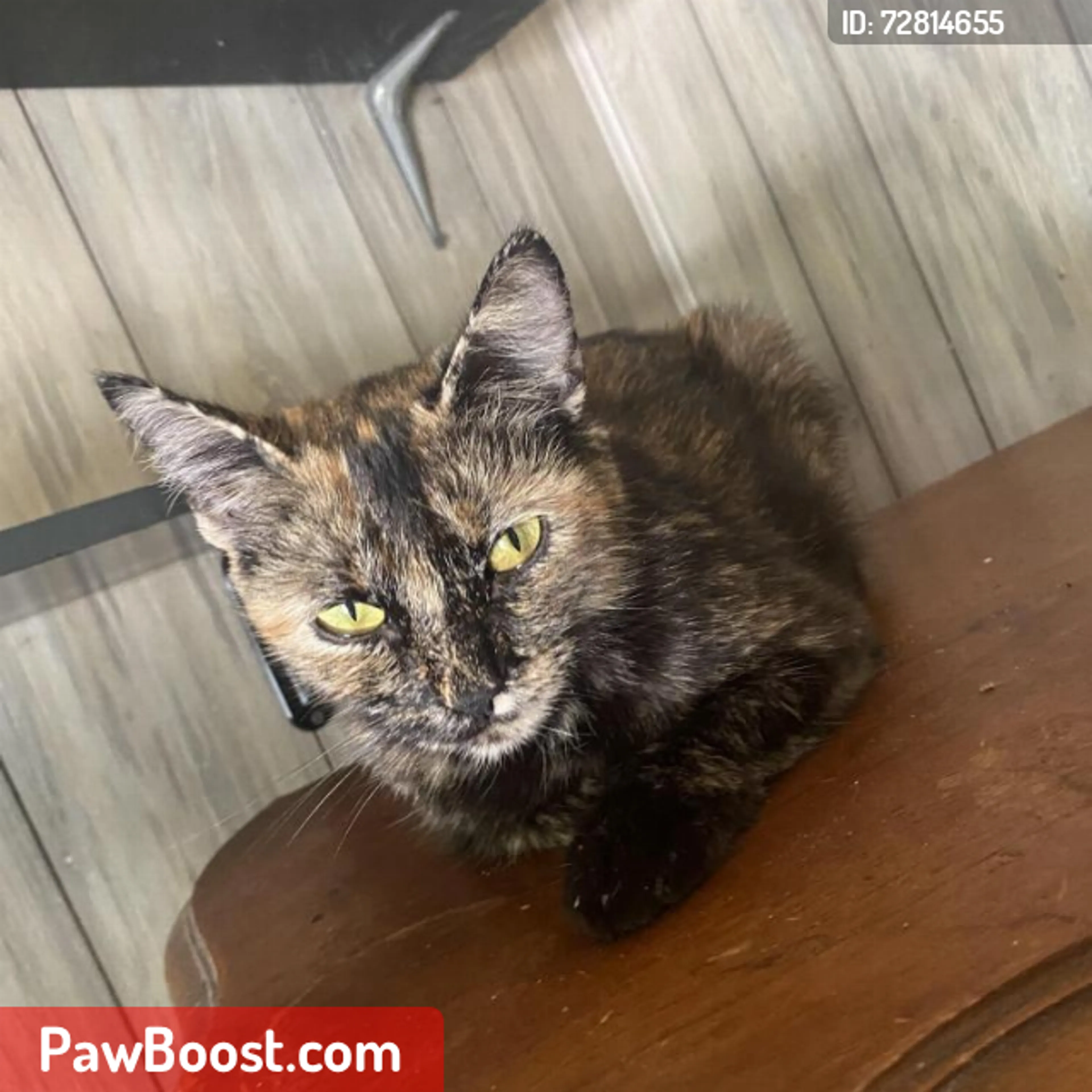 Lost pet