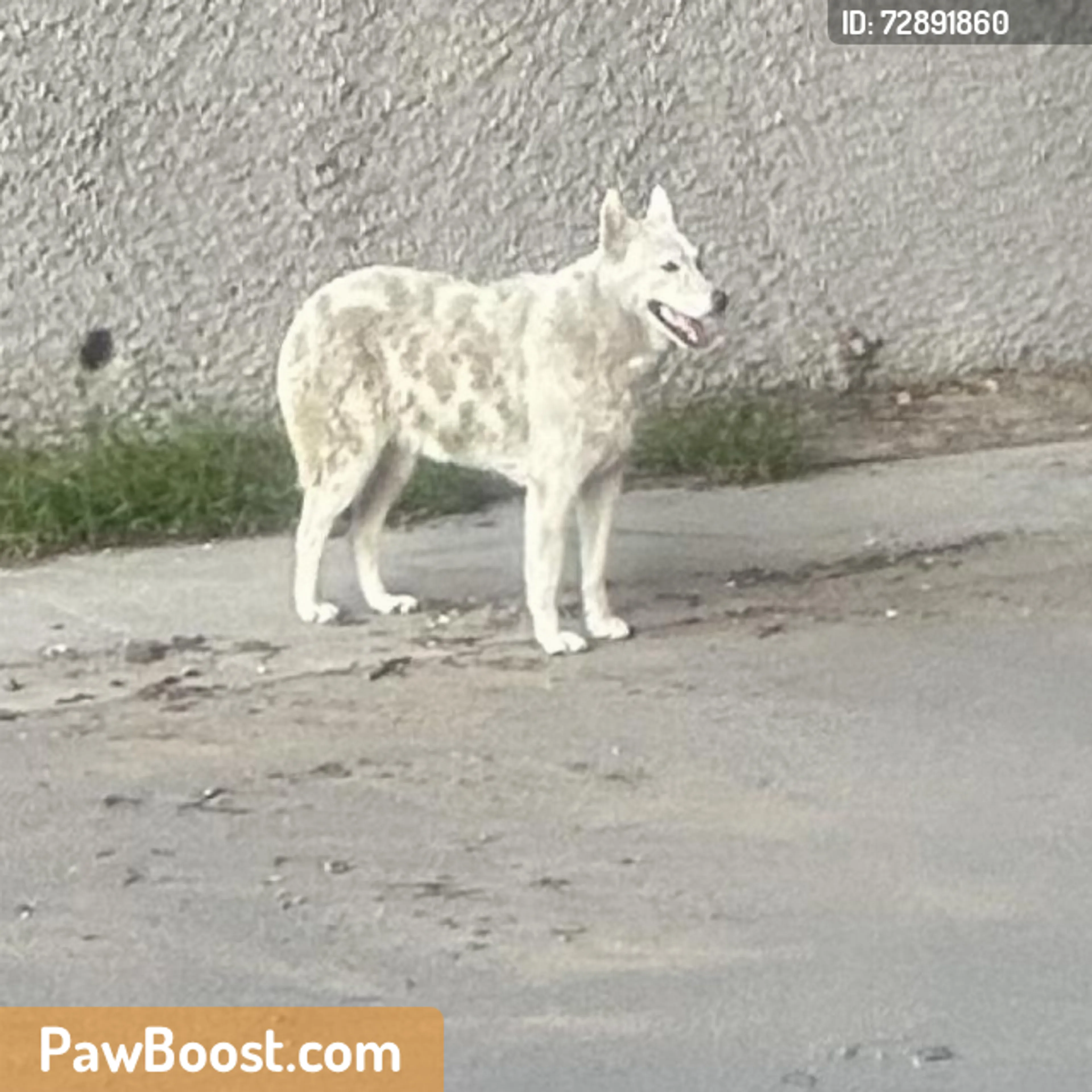 Found pet