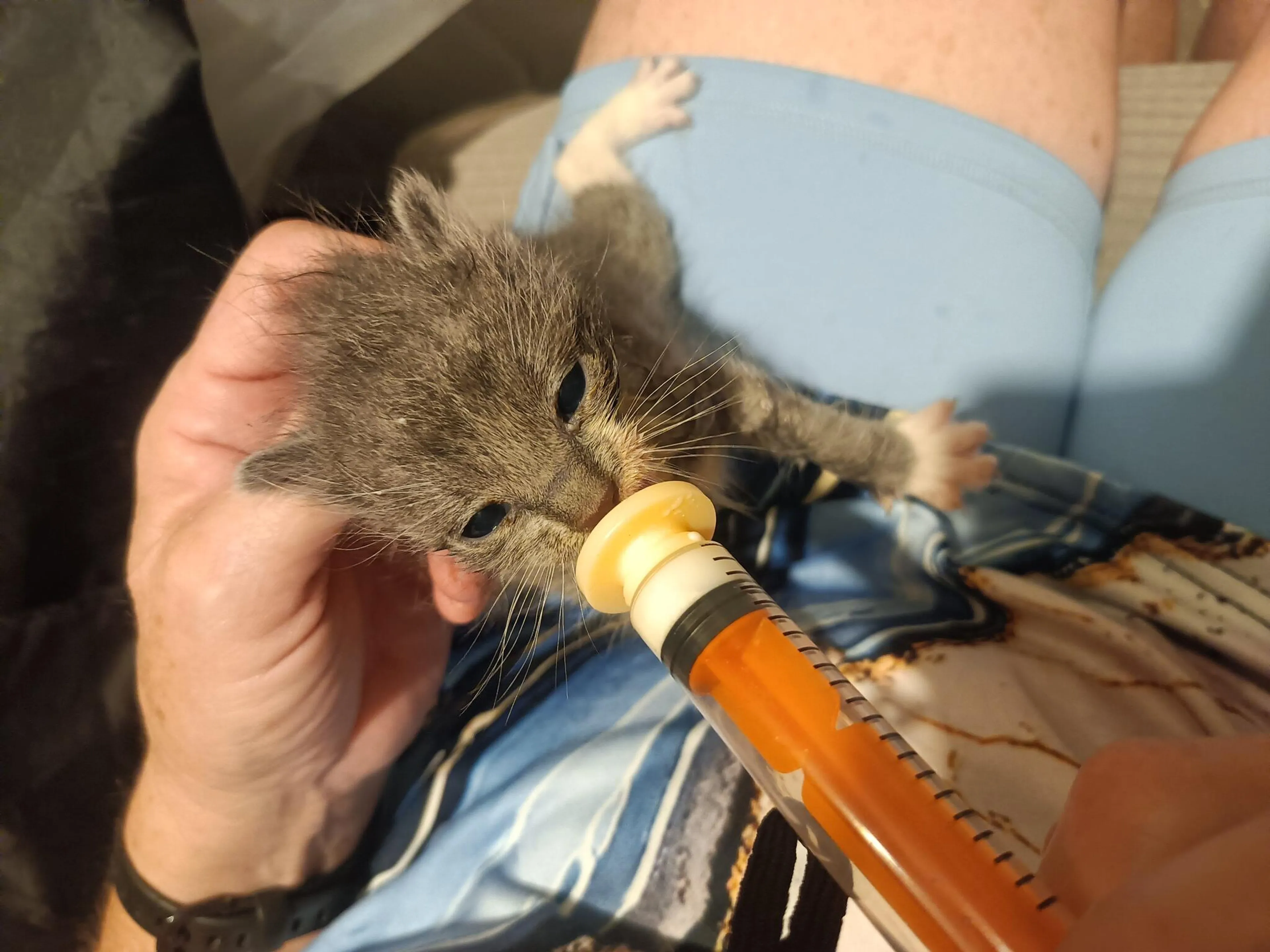 Found pet
