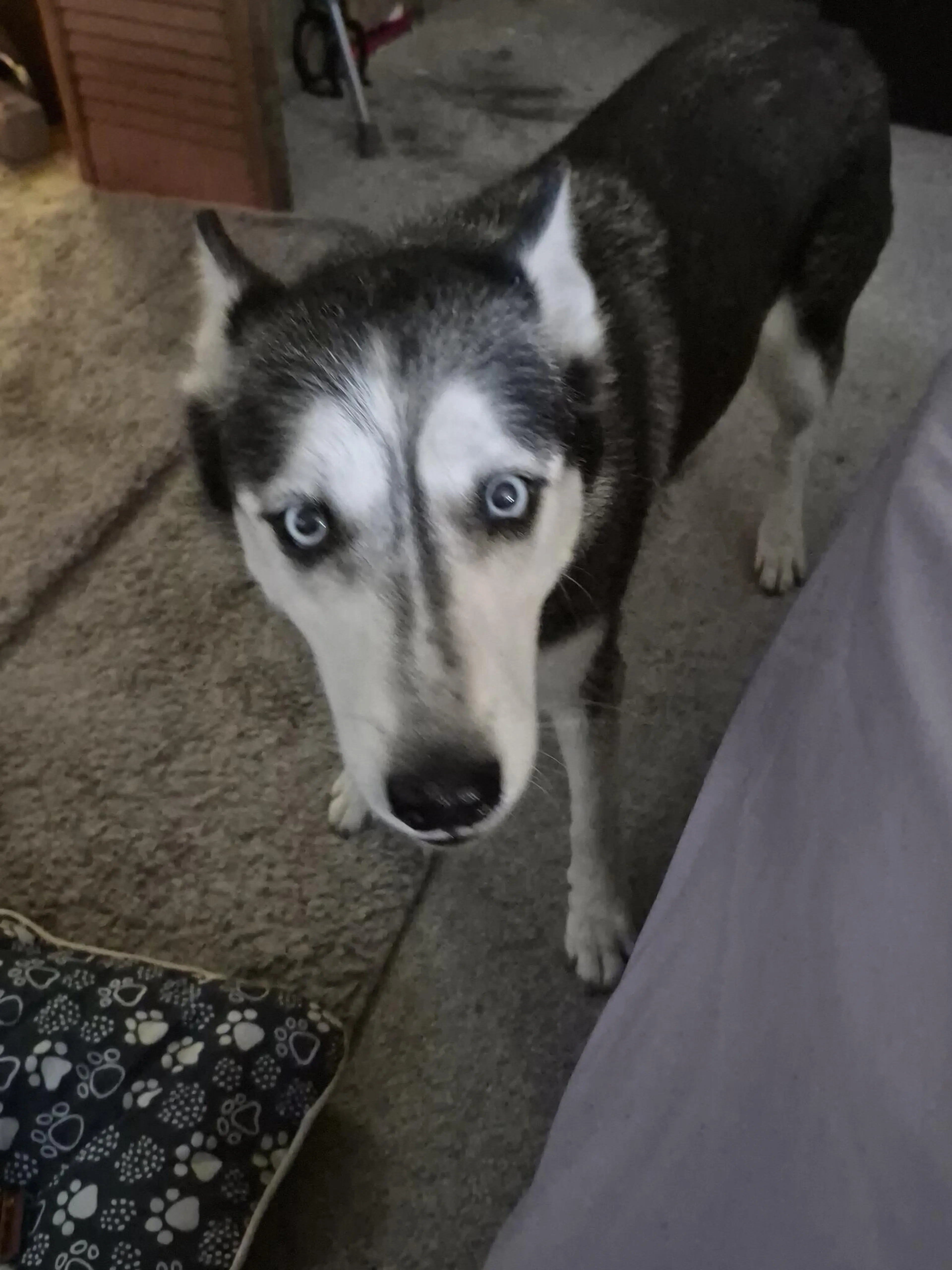 Lost pet