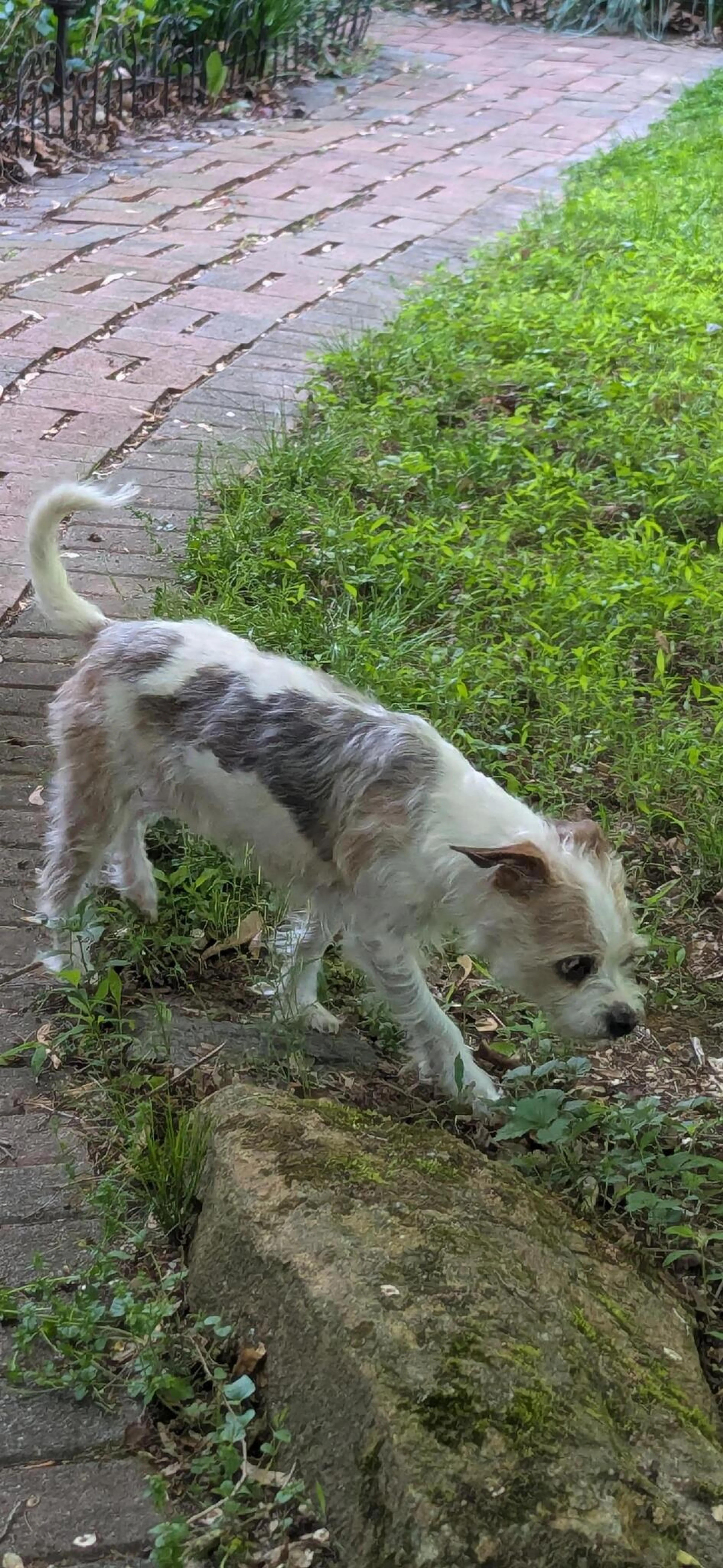 Found pet