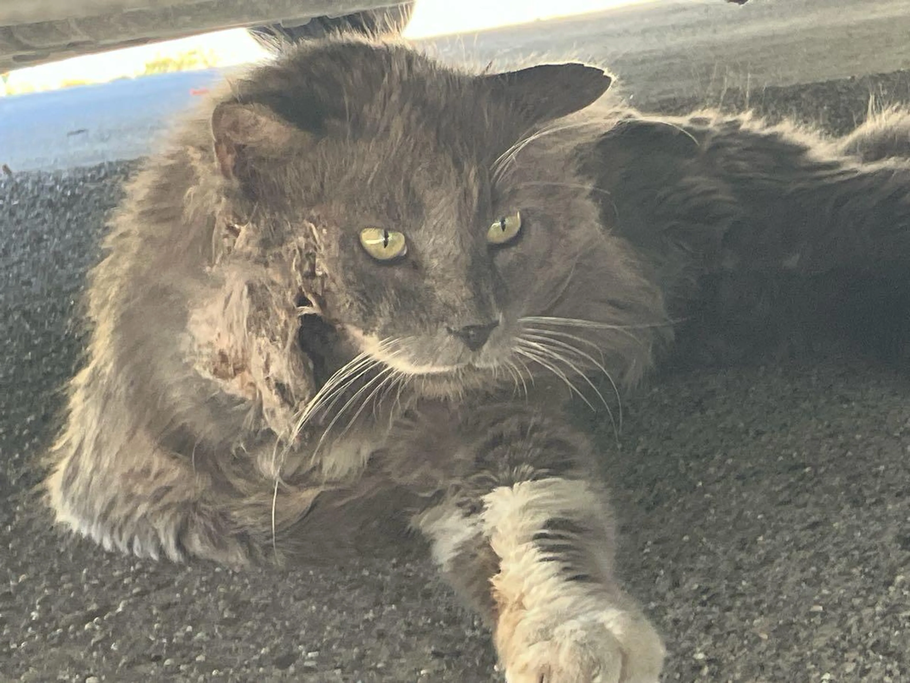 Found pet