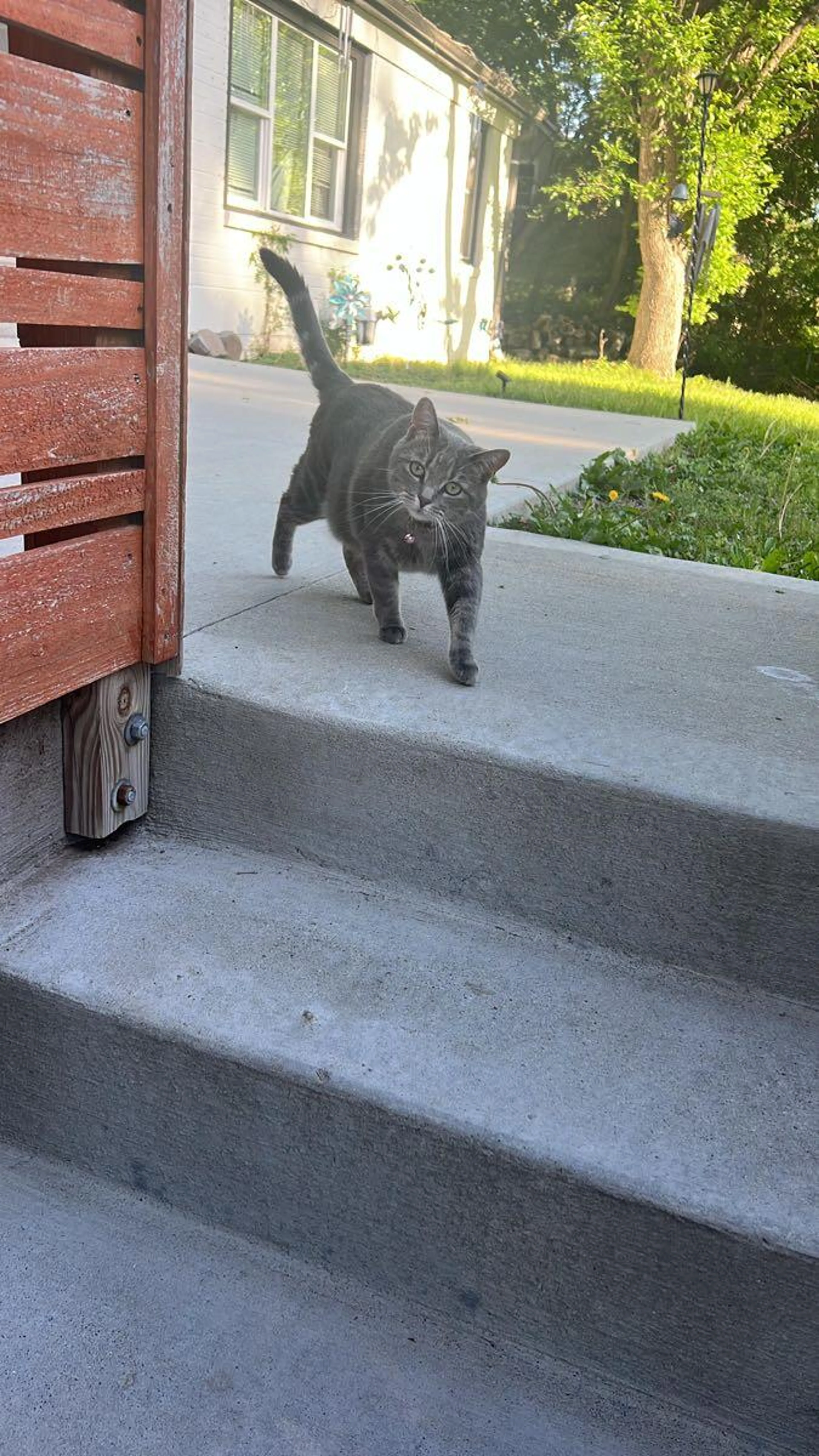 Found pet